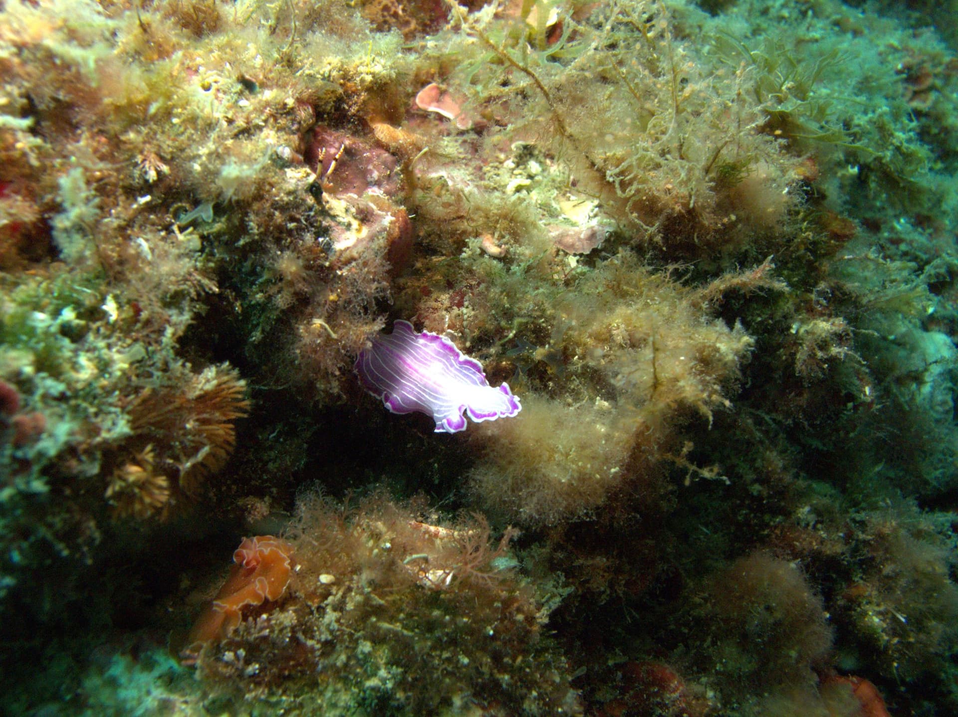 Prostheceraeus roseus