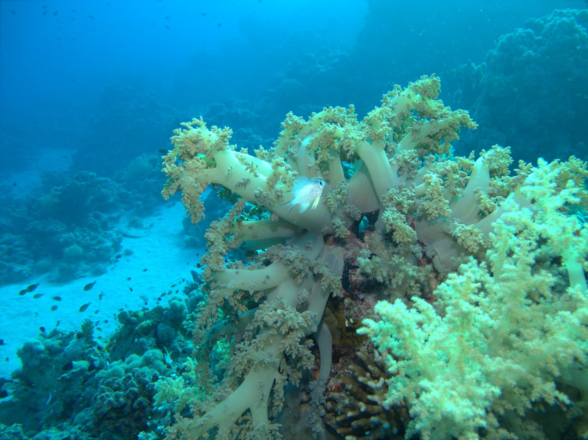 Tree soft coral
