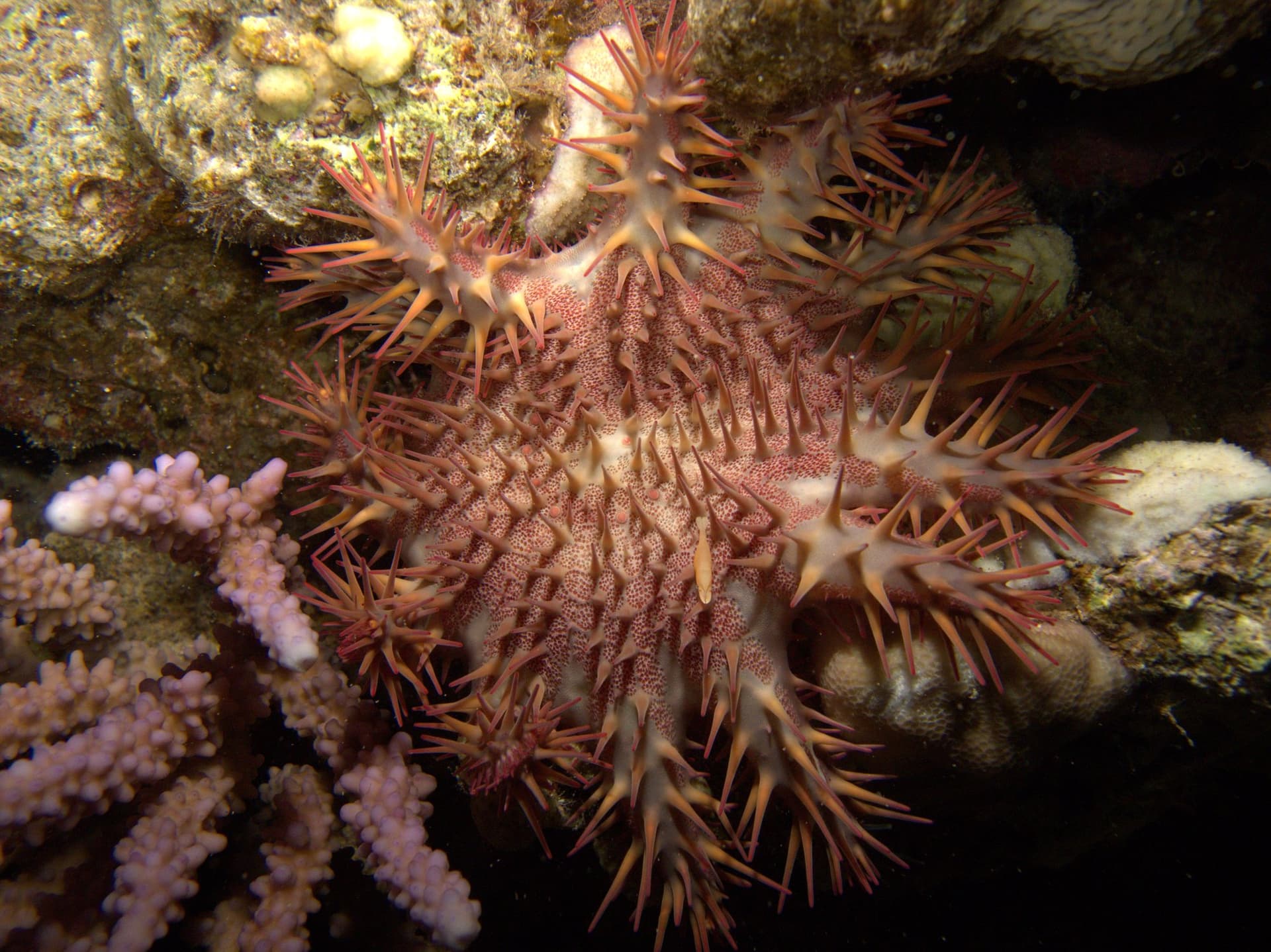 Gordon Reef