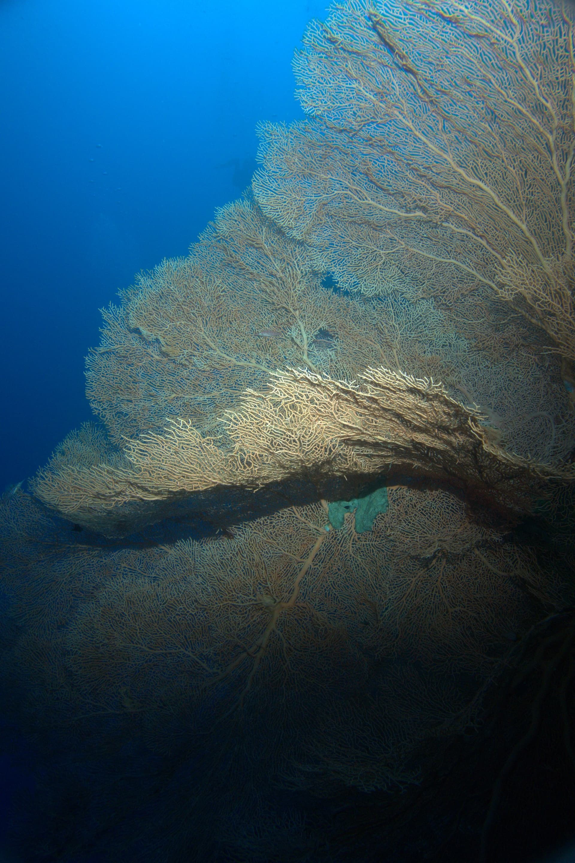 Giant sea fan, Red Sea sea fan