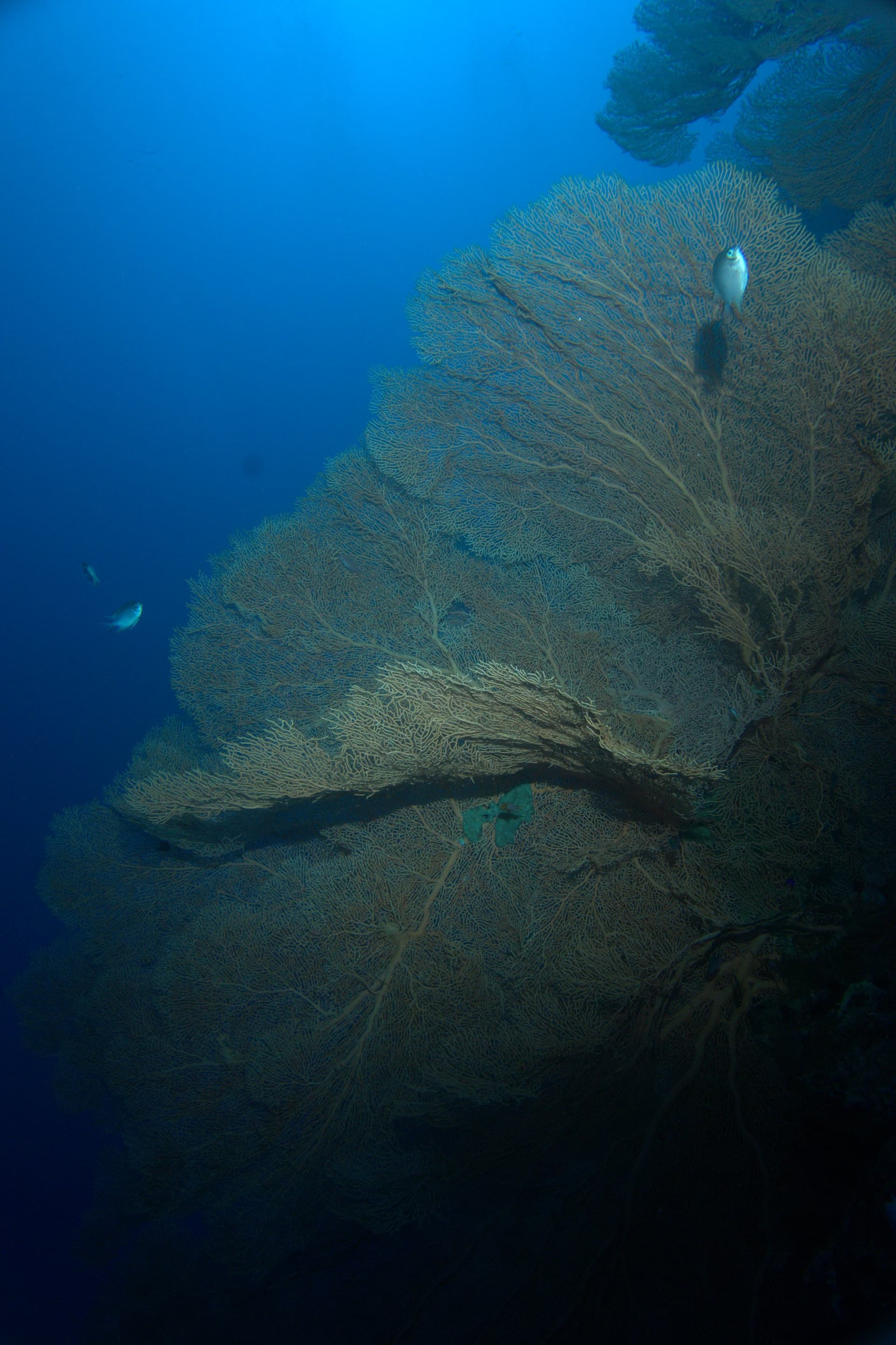 Giant sea fan, Red Sea sea fan