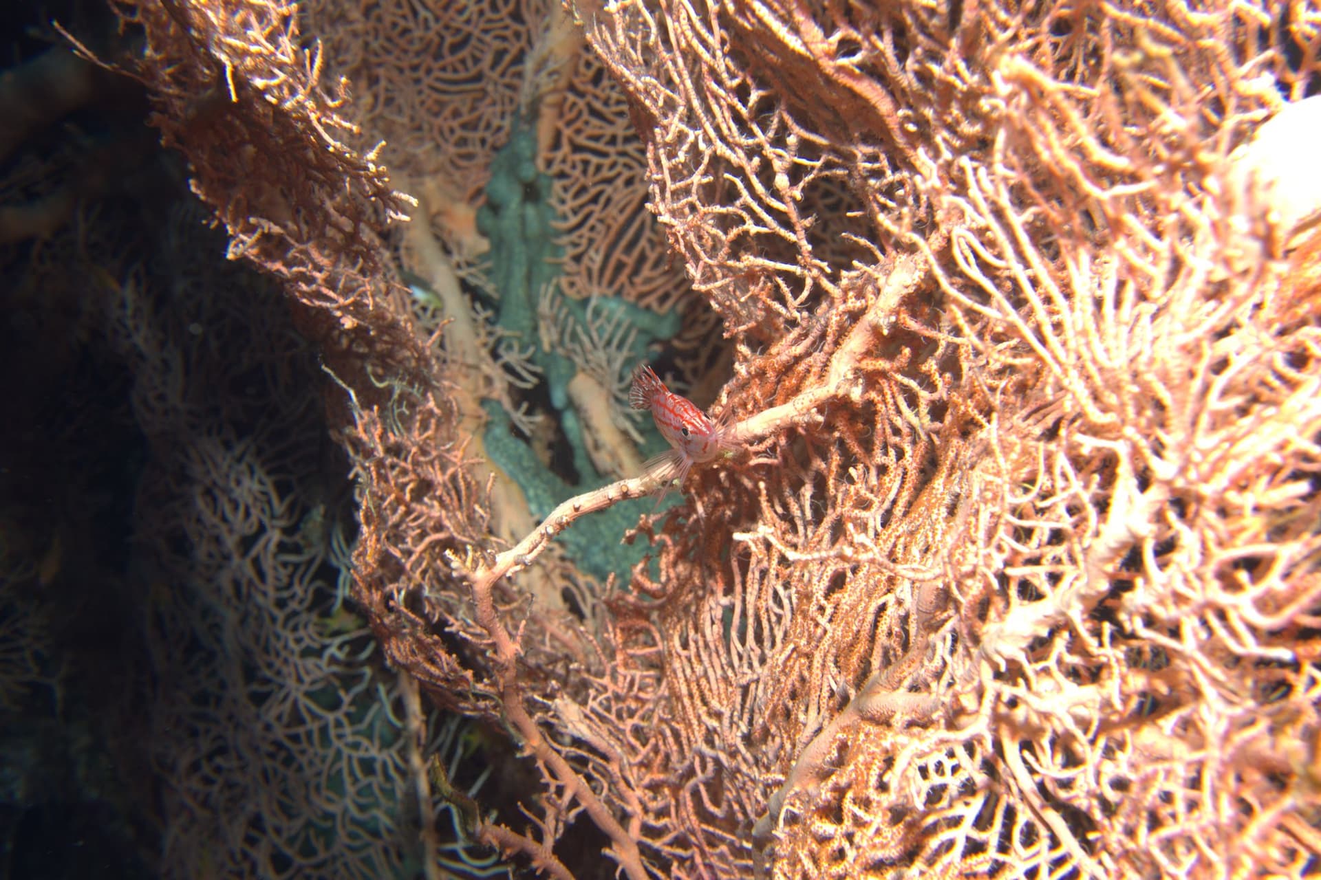 Freckled hawkfish, Giant sea fan, Longnose Hawkfish