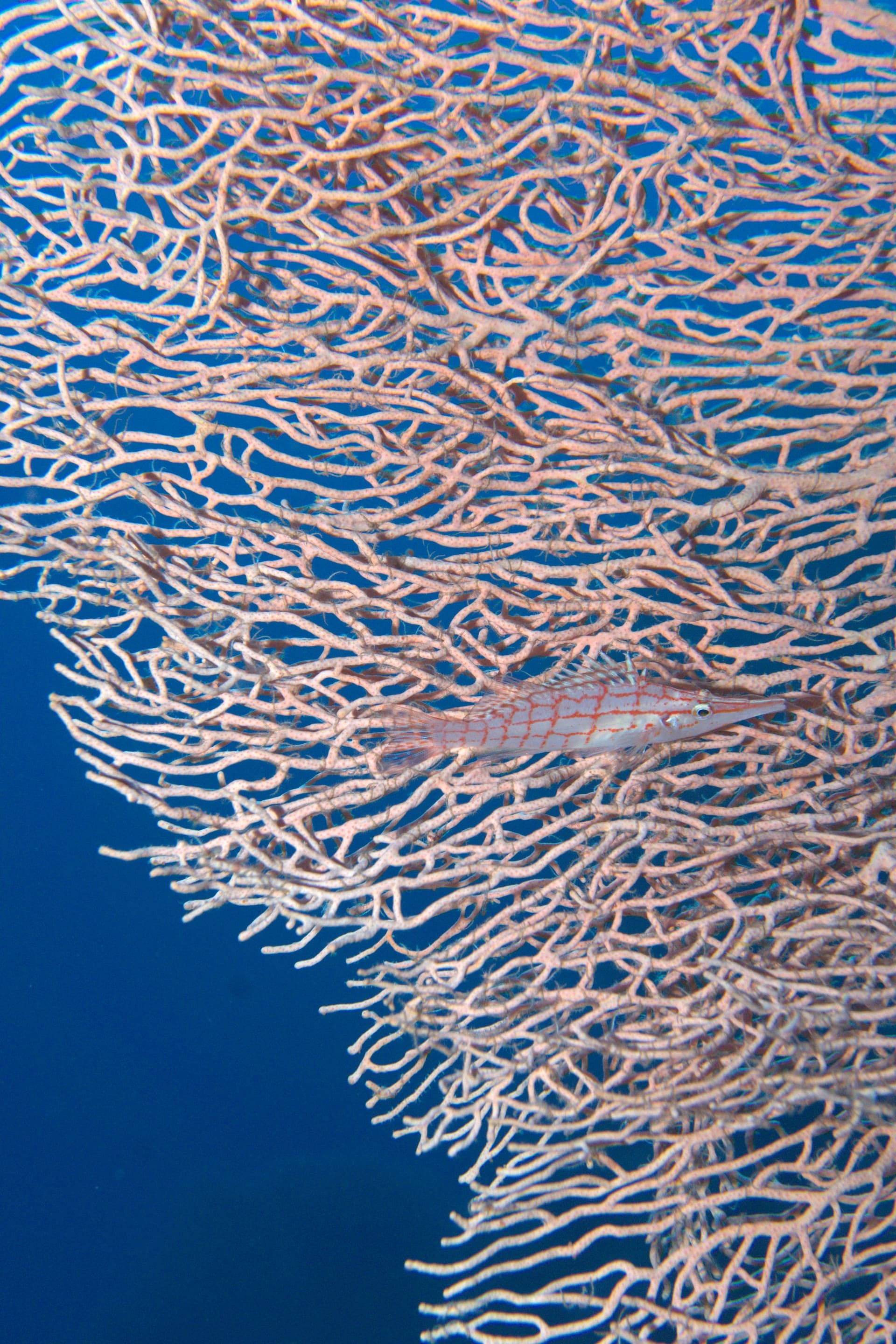 Freckled hawkfish, Giant sea fan, Longnose Hawkfish