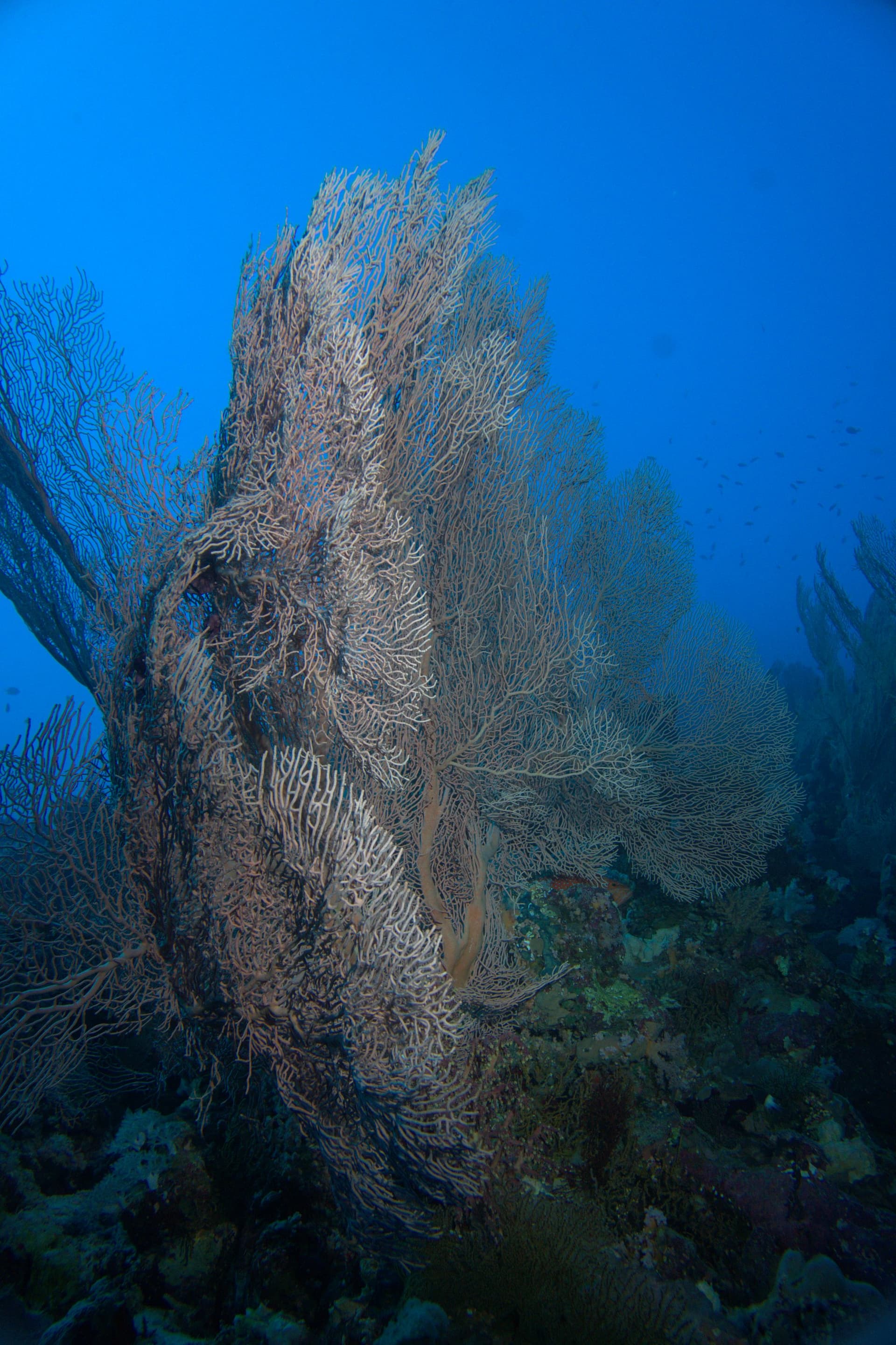 Giant sea fan, Red Sea sea fan