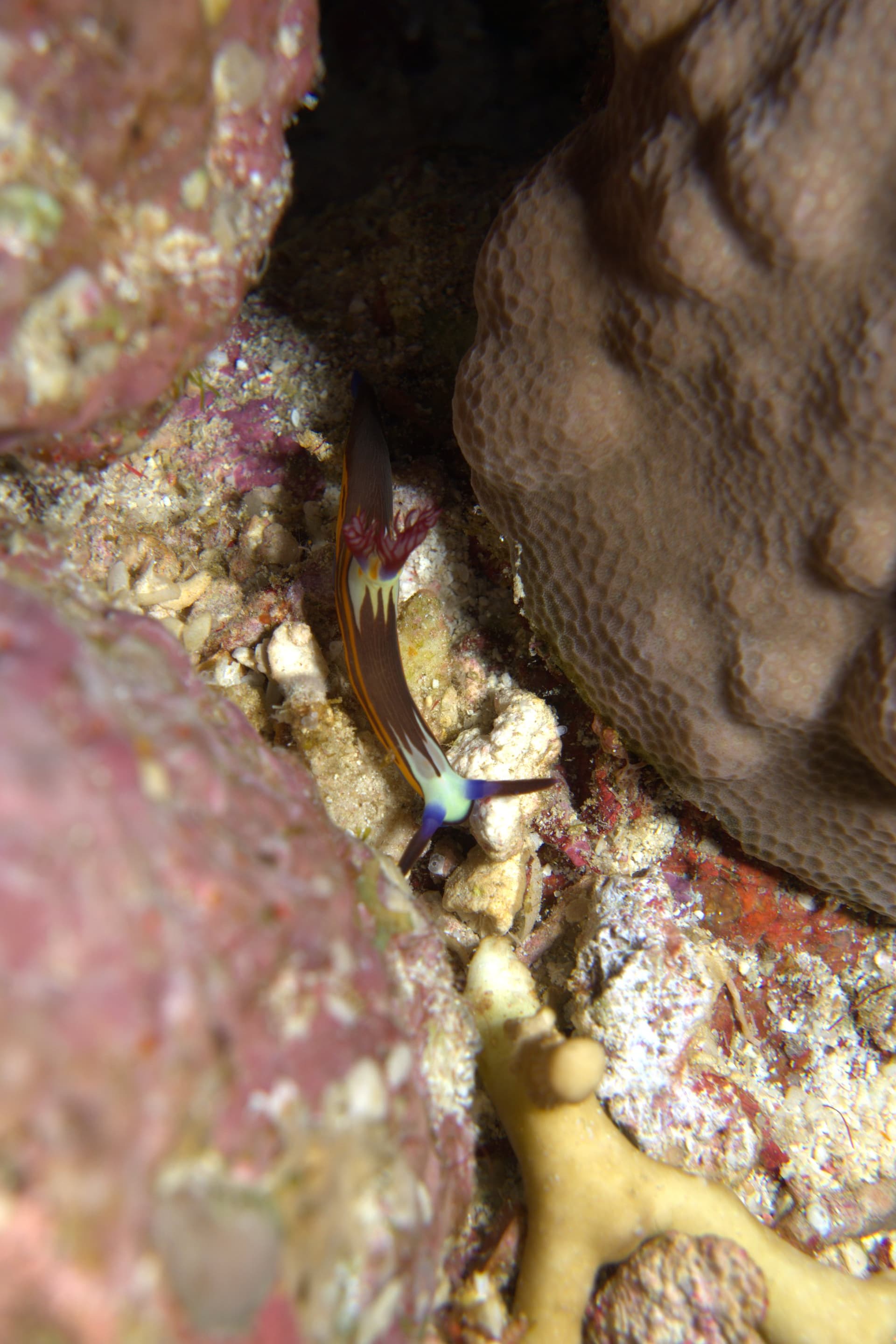 Red Sea nembrotha