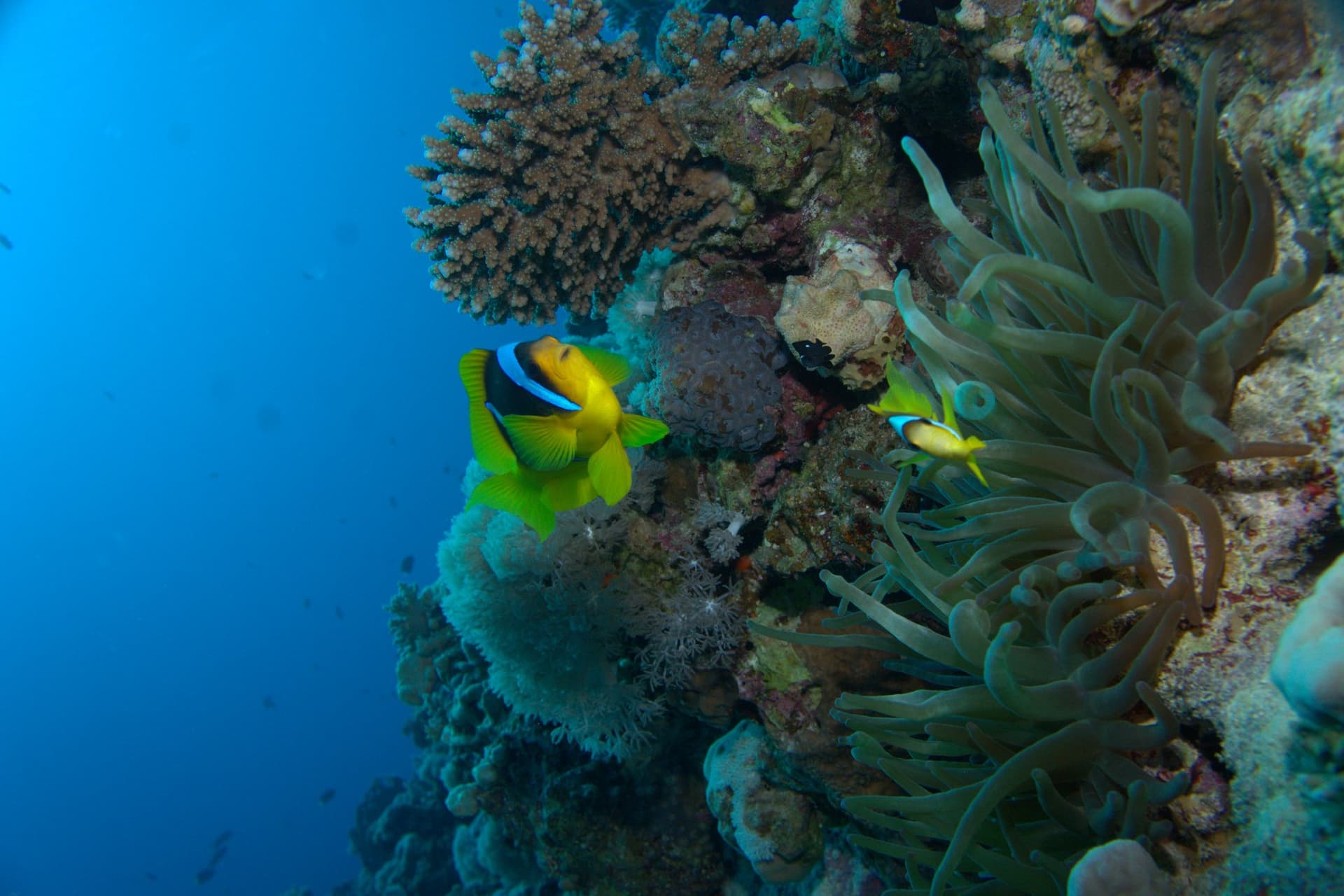 Clownfish