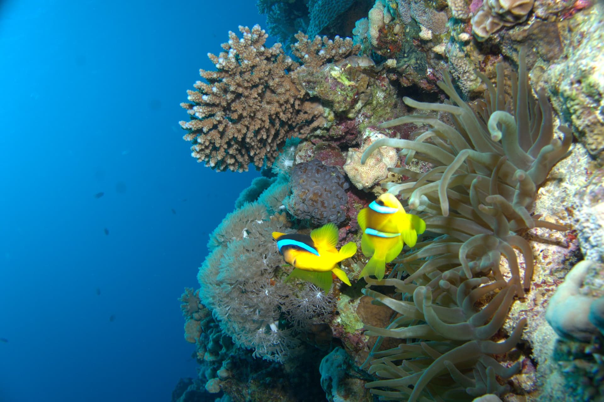 Gorgonian Garden
