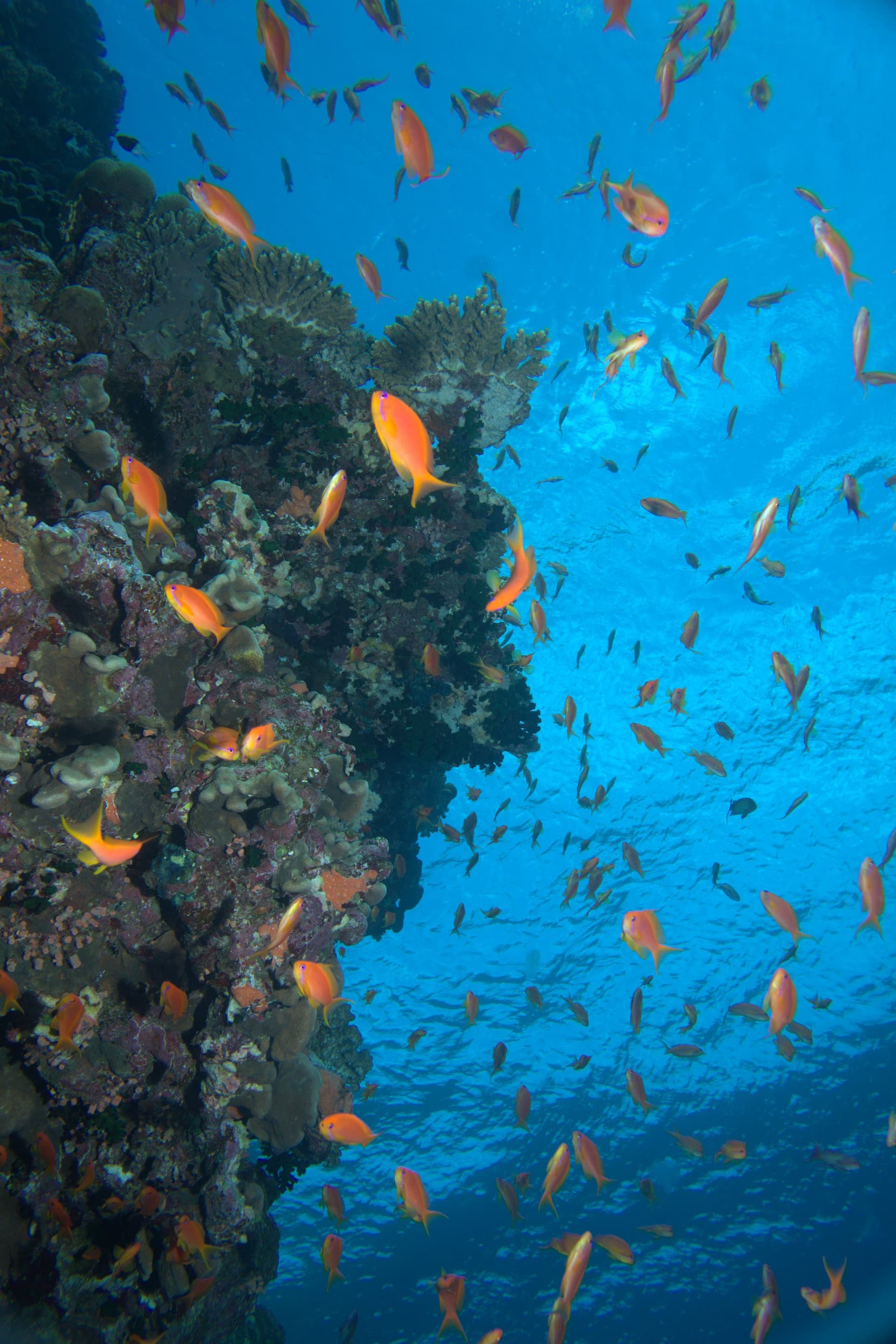 Anthias