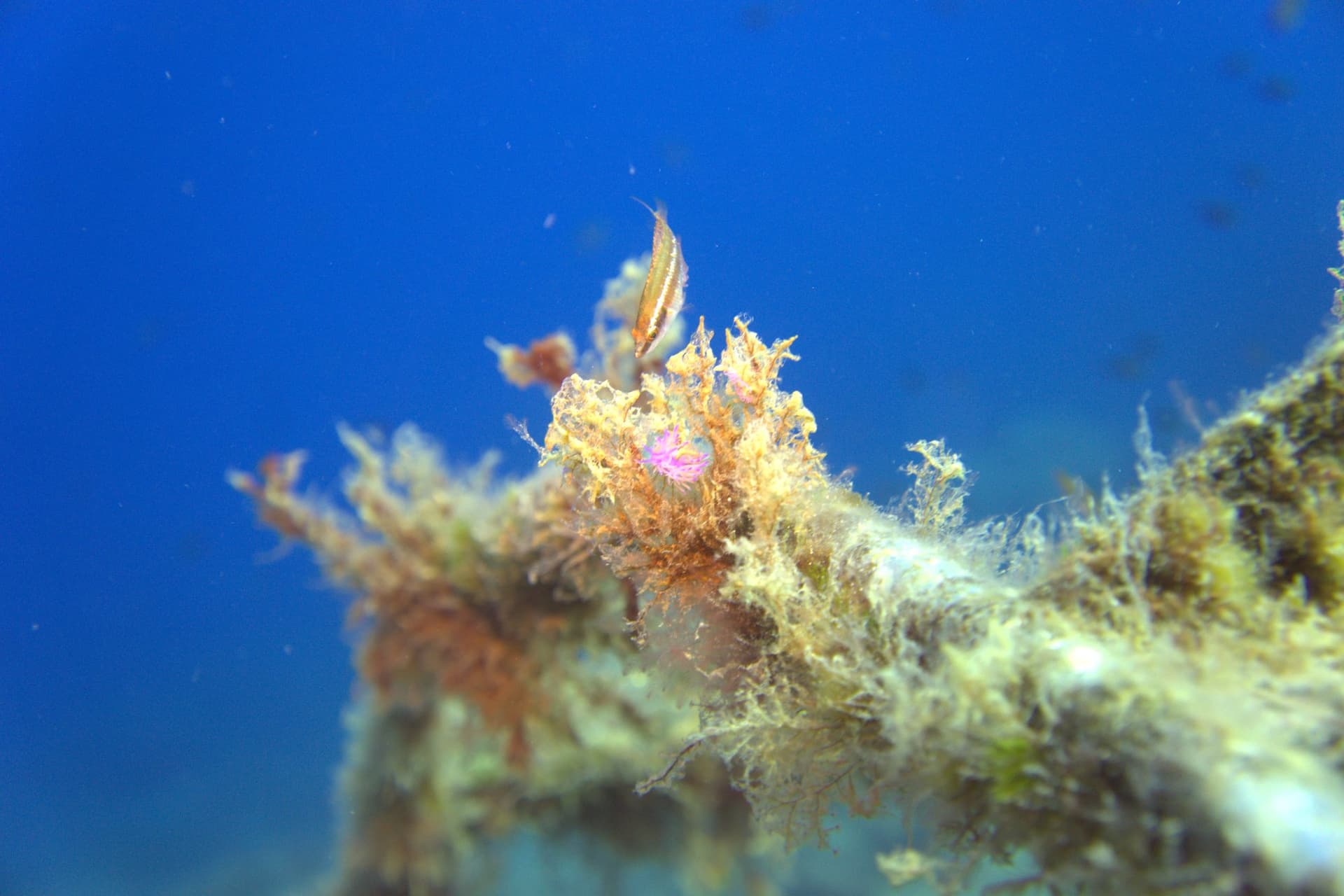 Violet flabellina, Wrasse