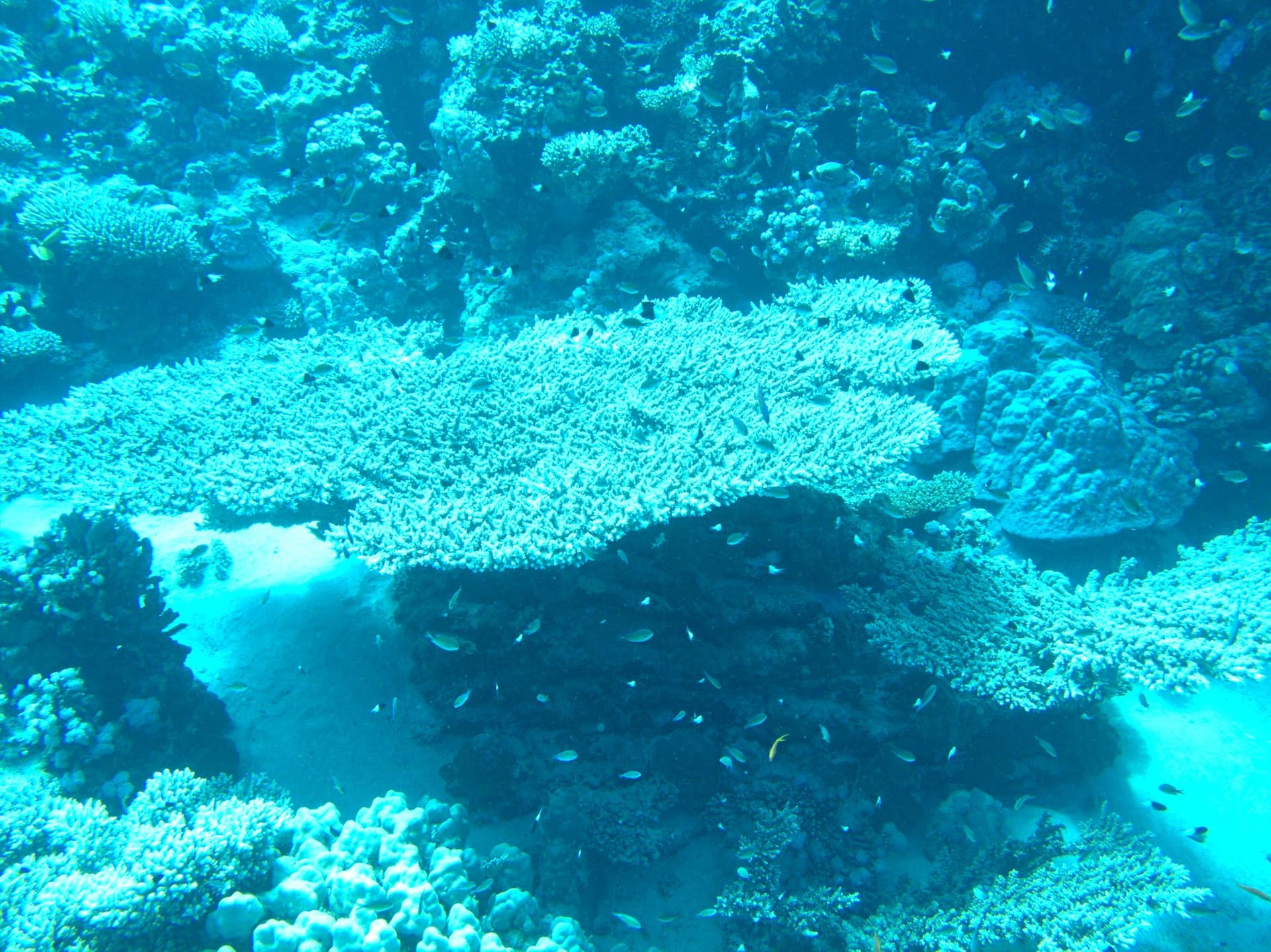 Table corals