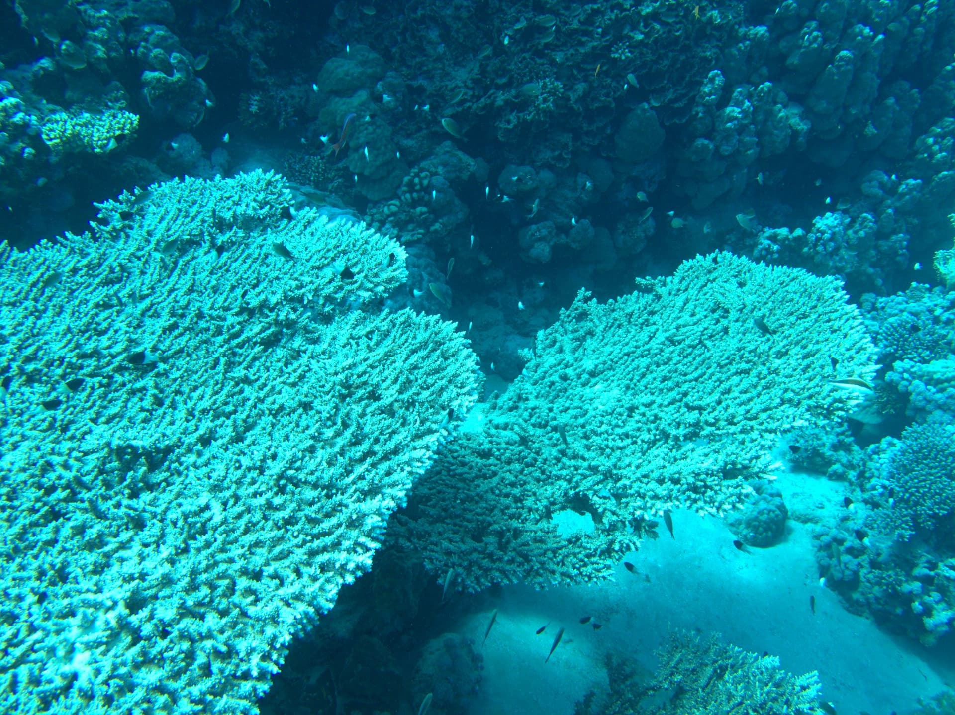 Table corals