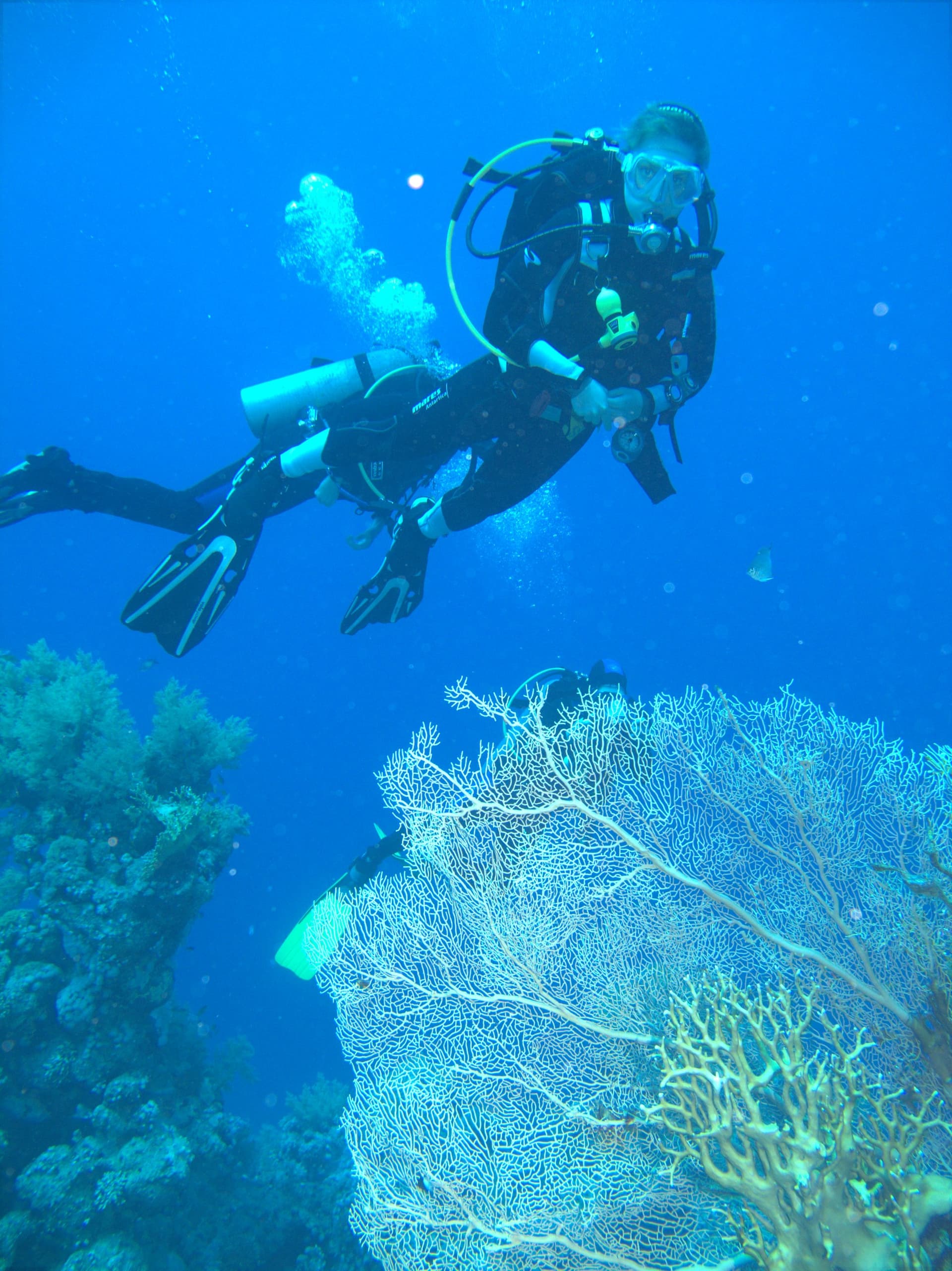 Red Sea sea fan