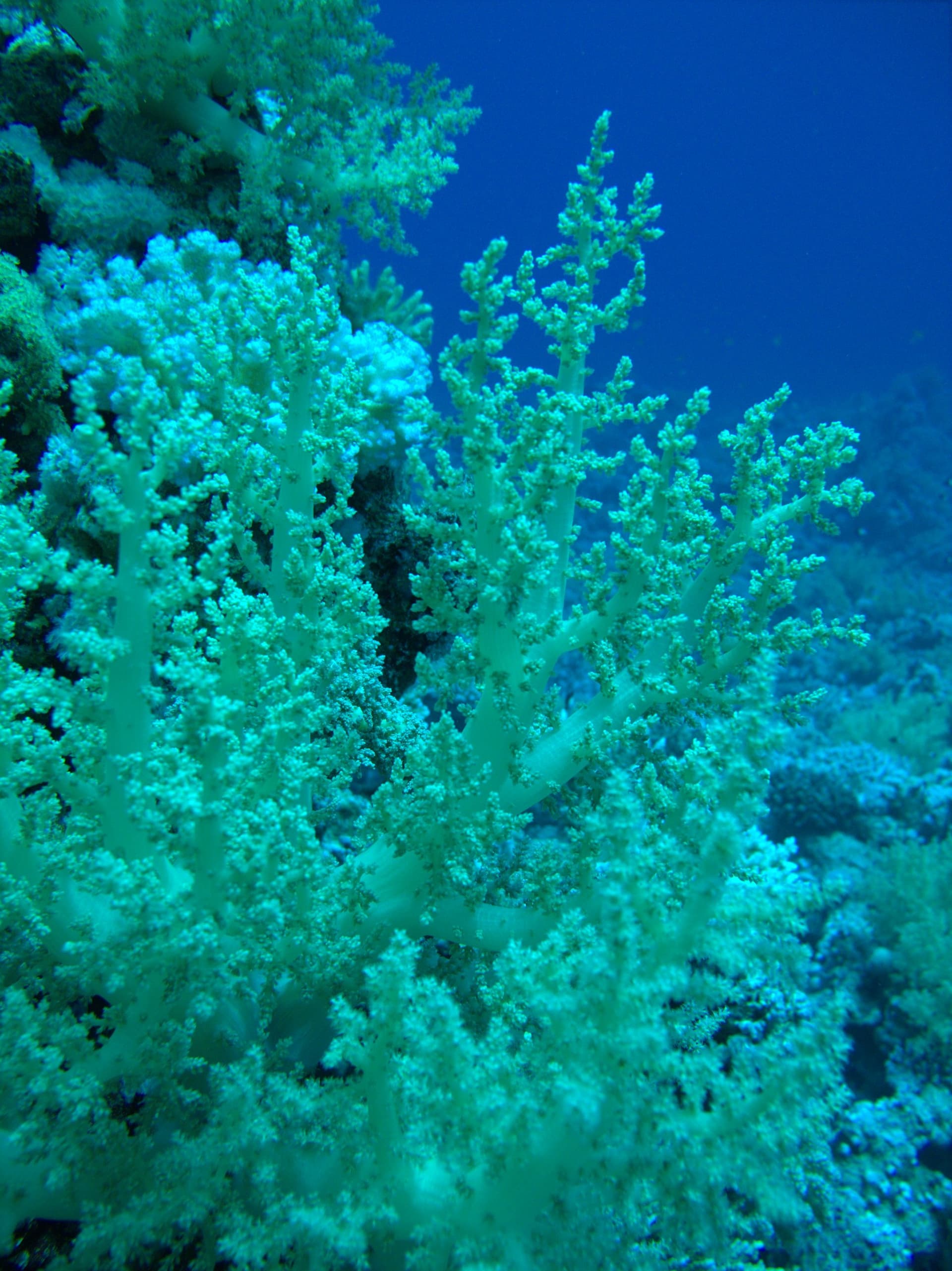 Tree soft coral