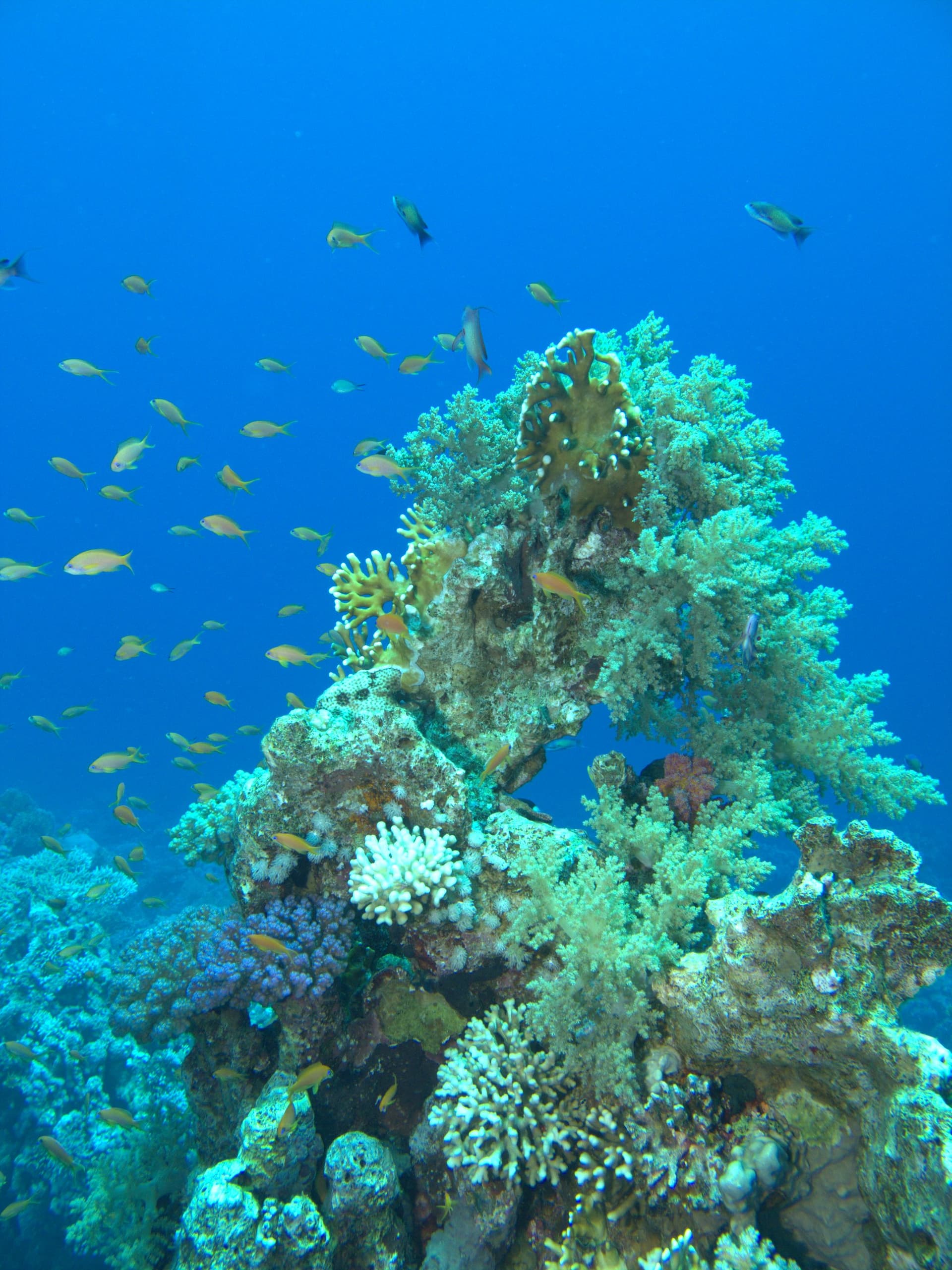 Anthias, Tree soft coral