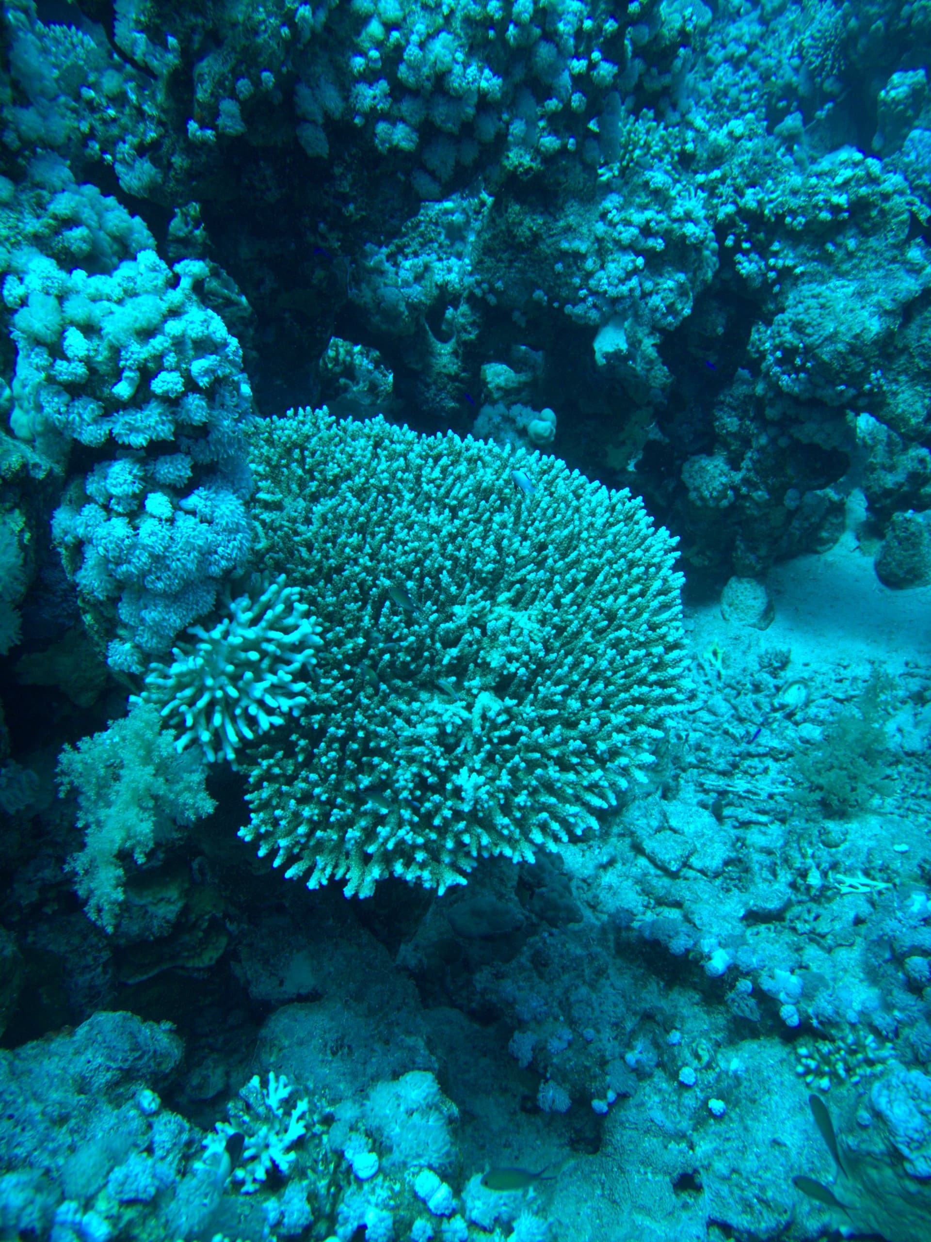 Table corals