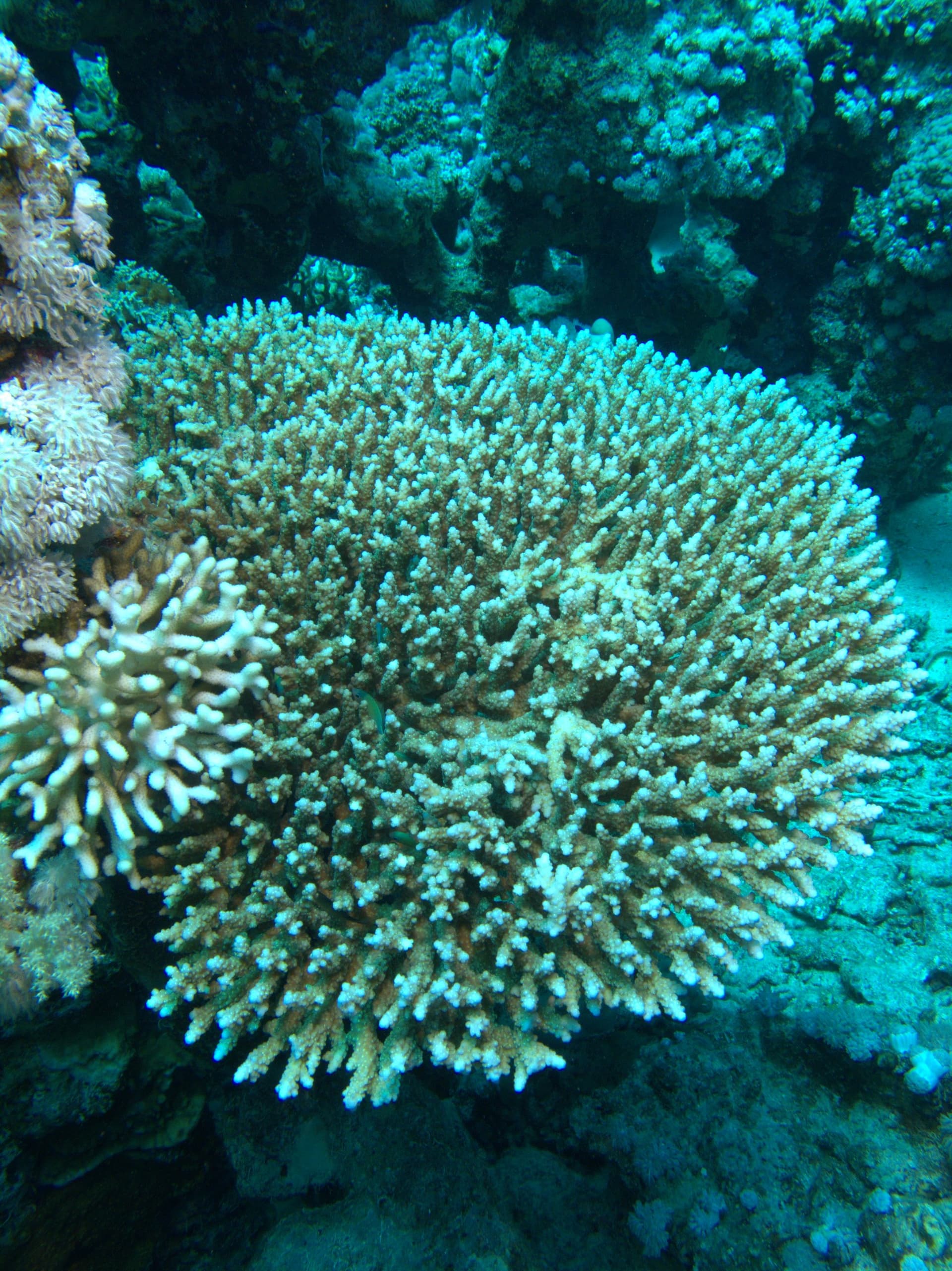 Table corals