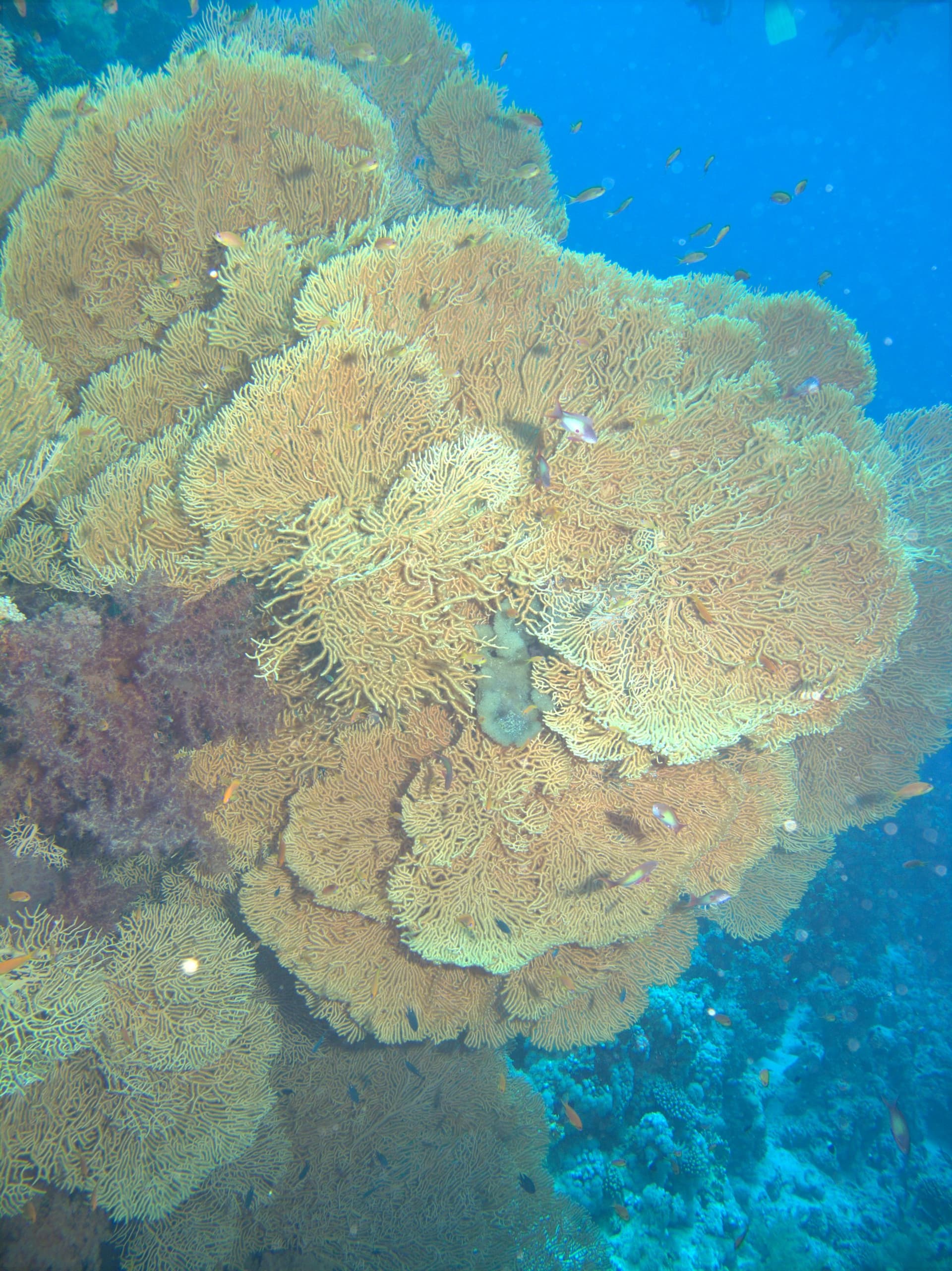 Giant sea fan, Red Sea sea fan
