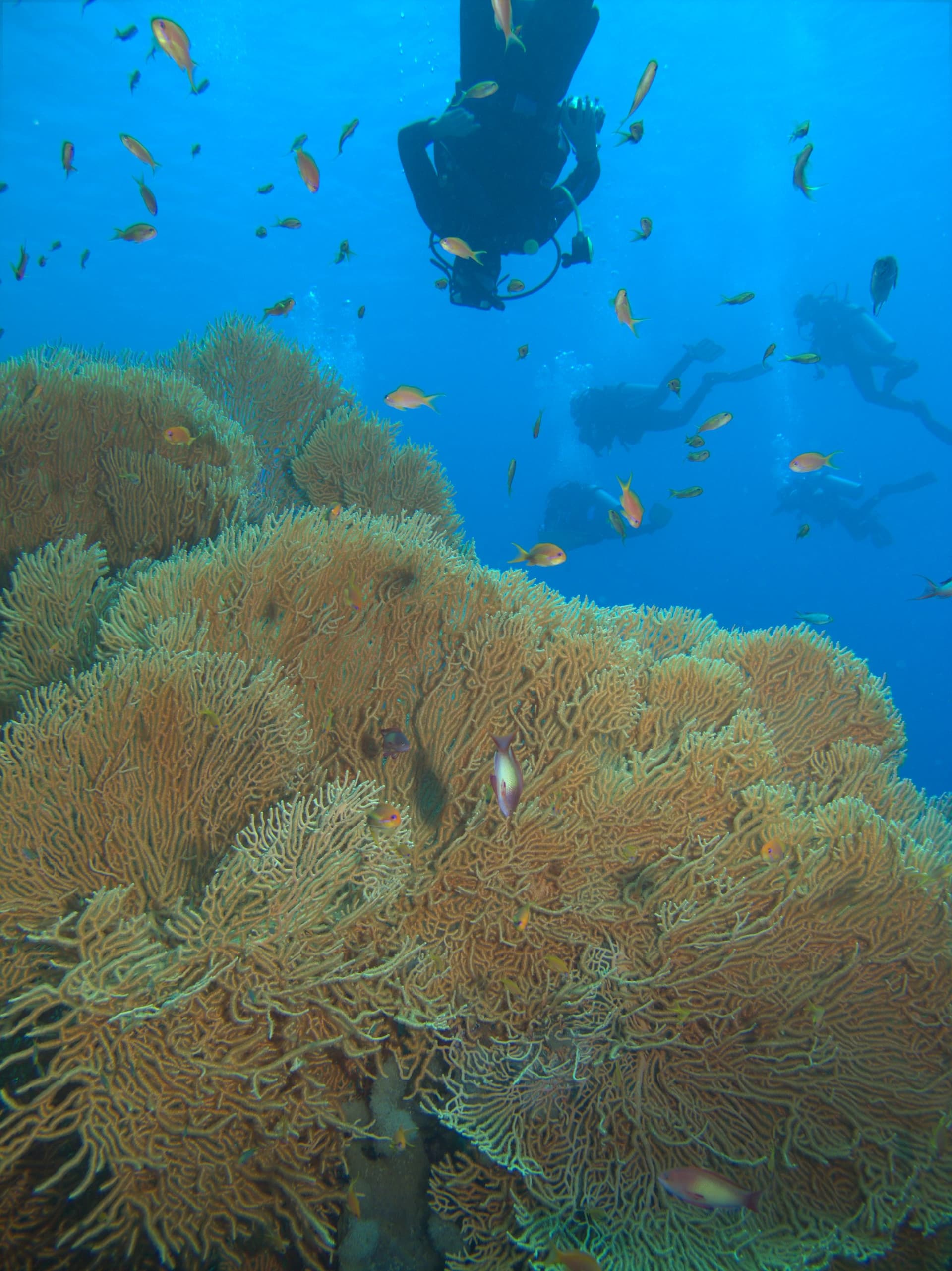 Giant sea fan, Red Sea sea fan