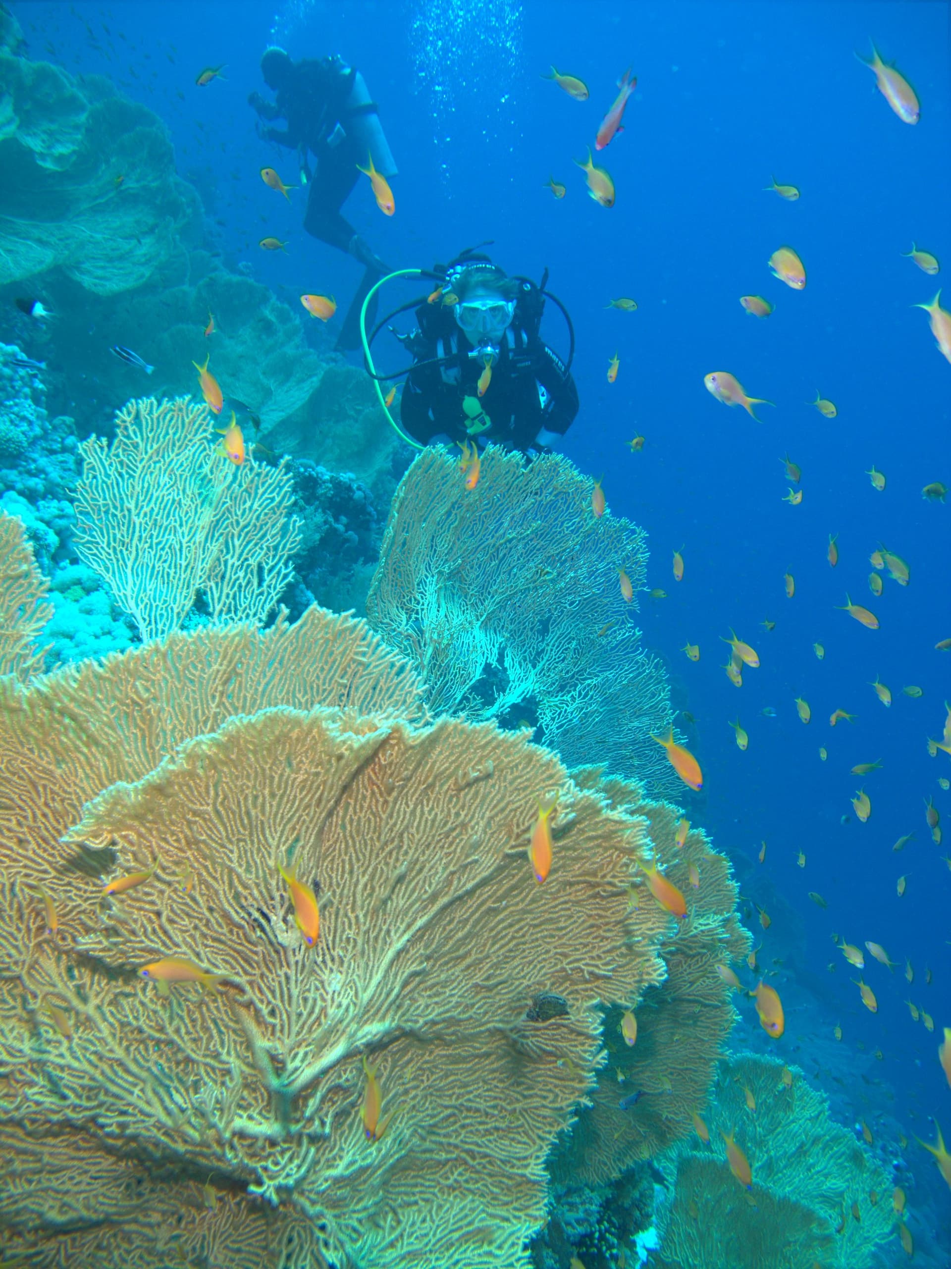 Giant sea fan, Red Sea sea fan