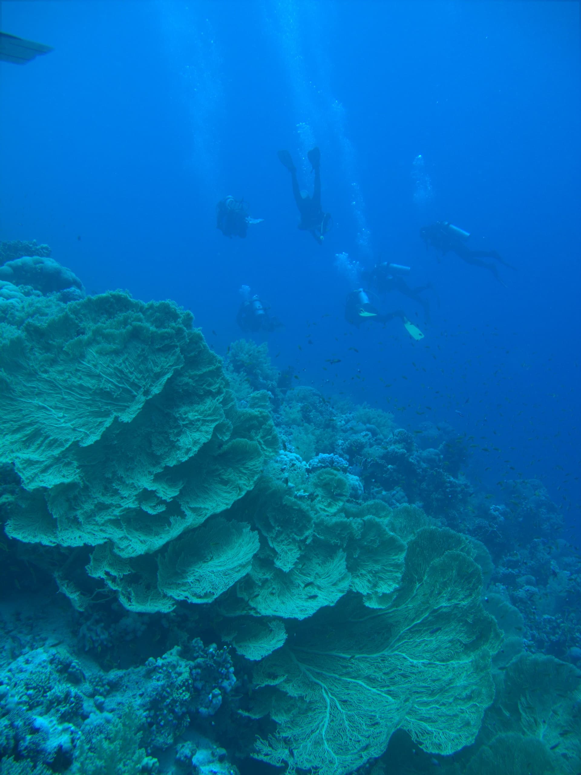 Giant sea fan, Red Sea sea fan