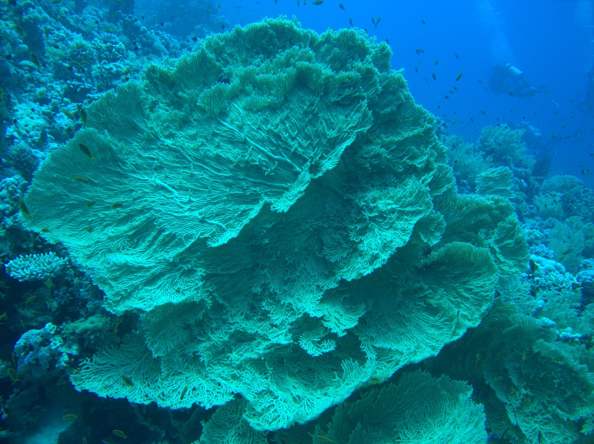 Giant sea fan, Red Sea sea fan