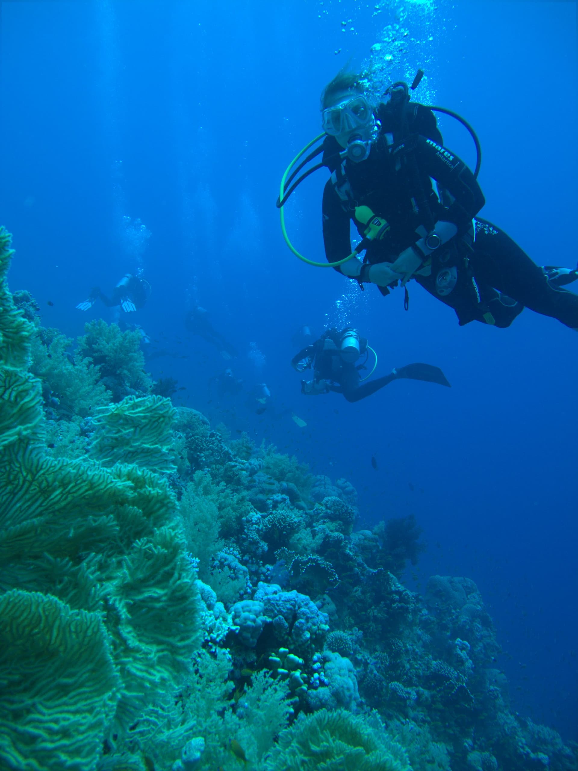 Tree soft coral