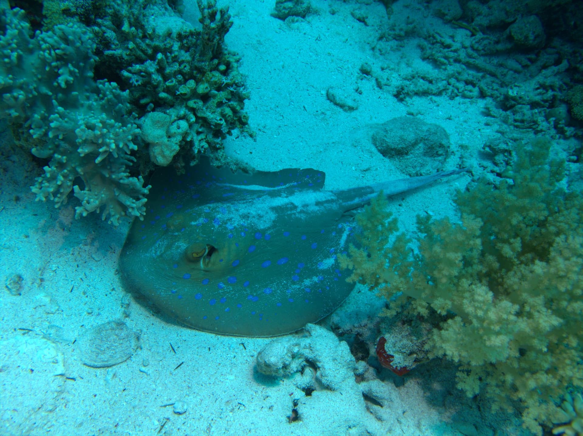 Blue-spotted ray