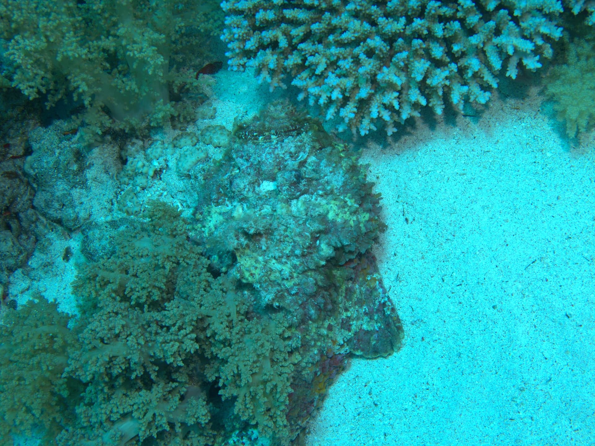 Stonefish