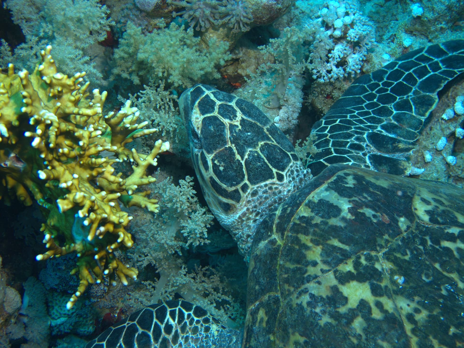 Green sea turtle