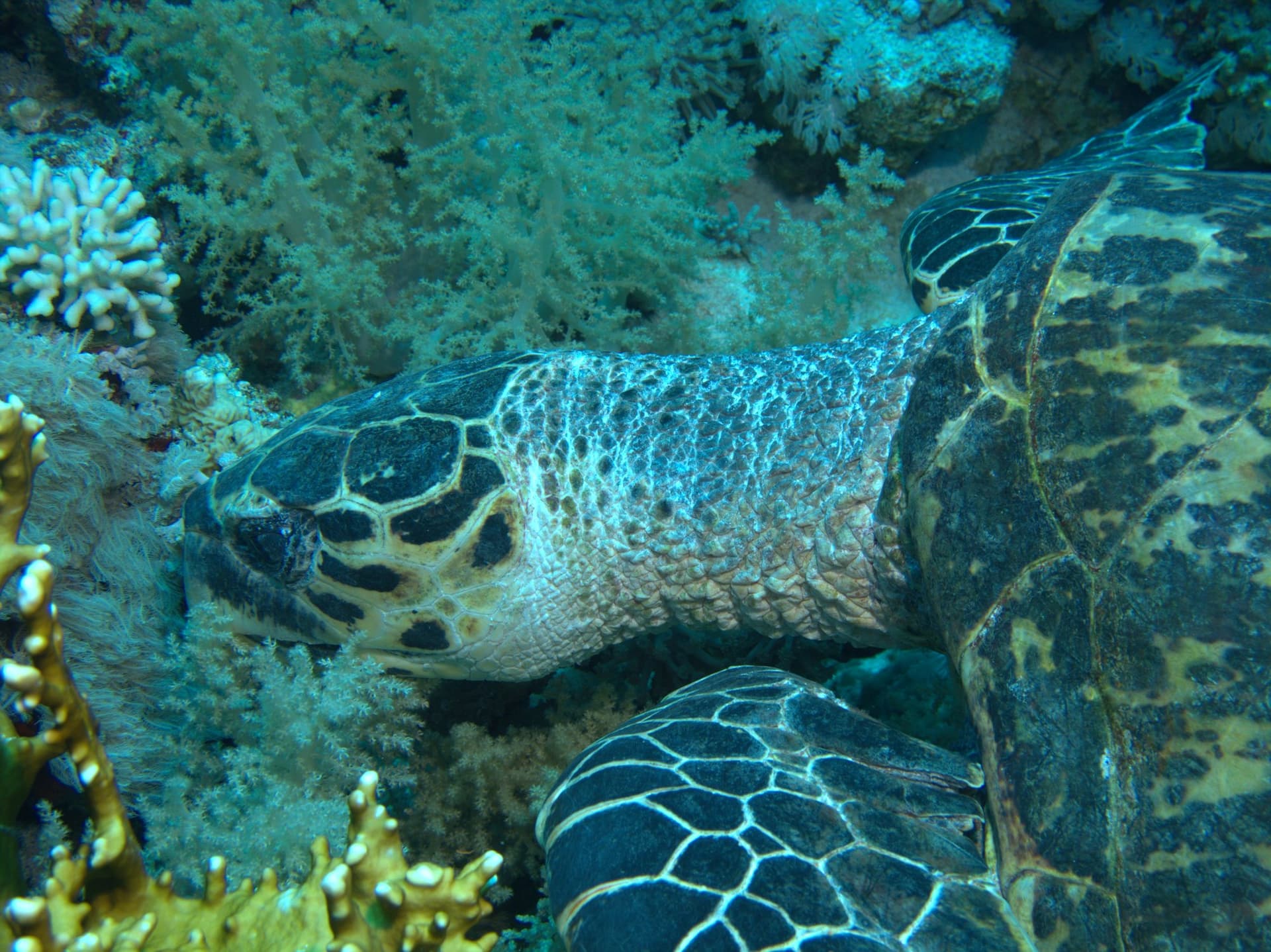 Green sea turtle