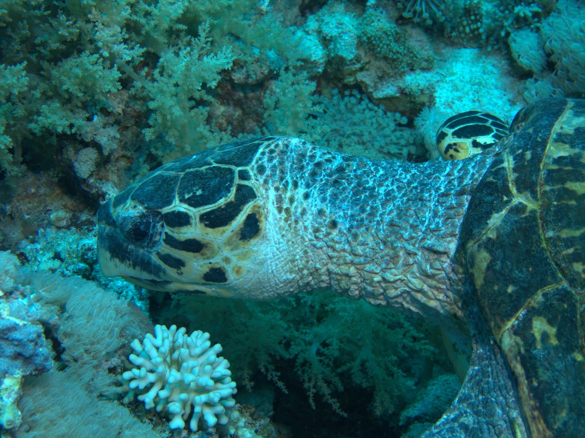 Green sea turtle