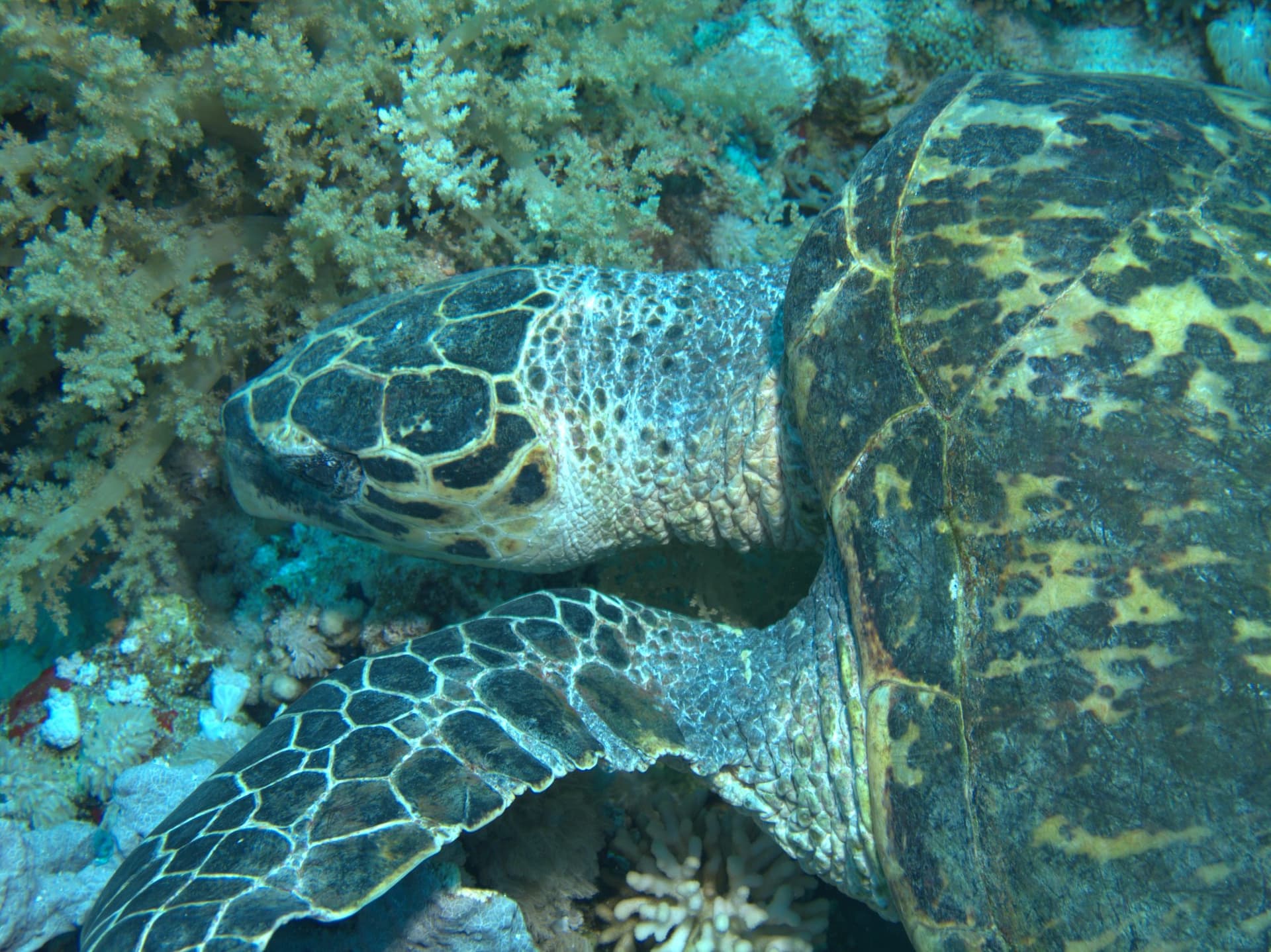 Jackson reef