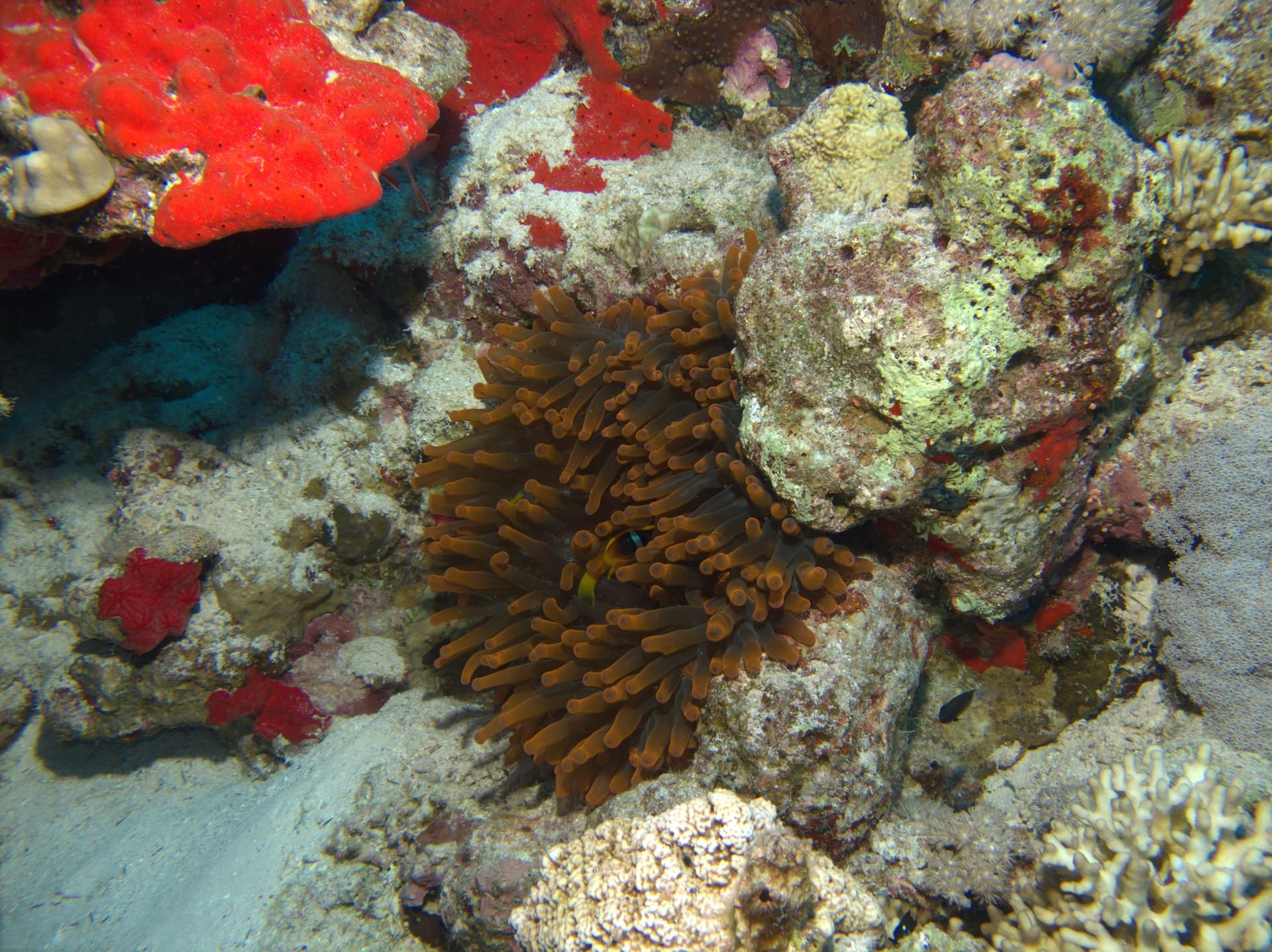 Bubble-tip anemone, Clownfish