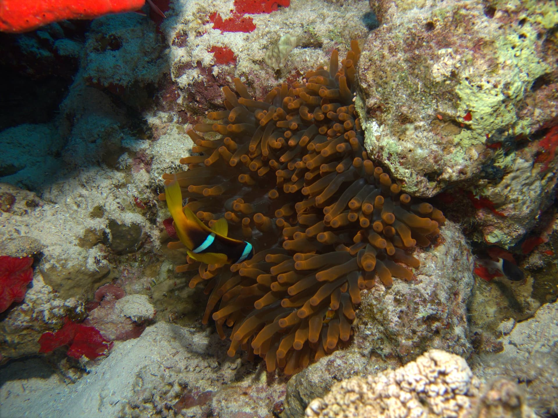 Bubble-tip anemone, Clownfish