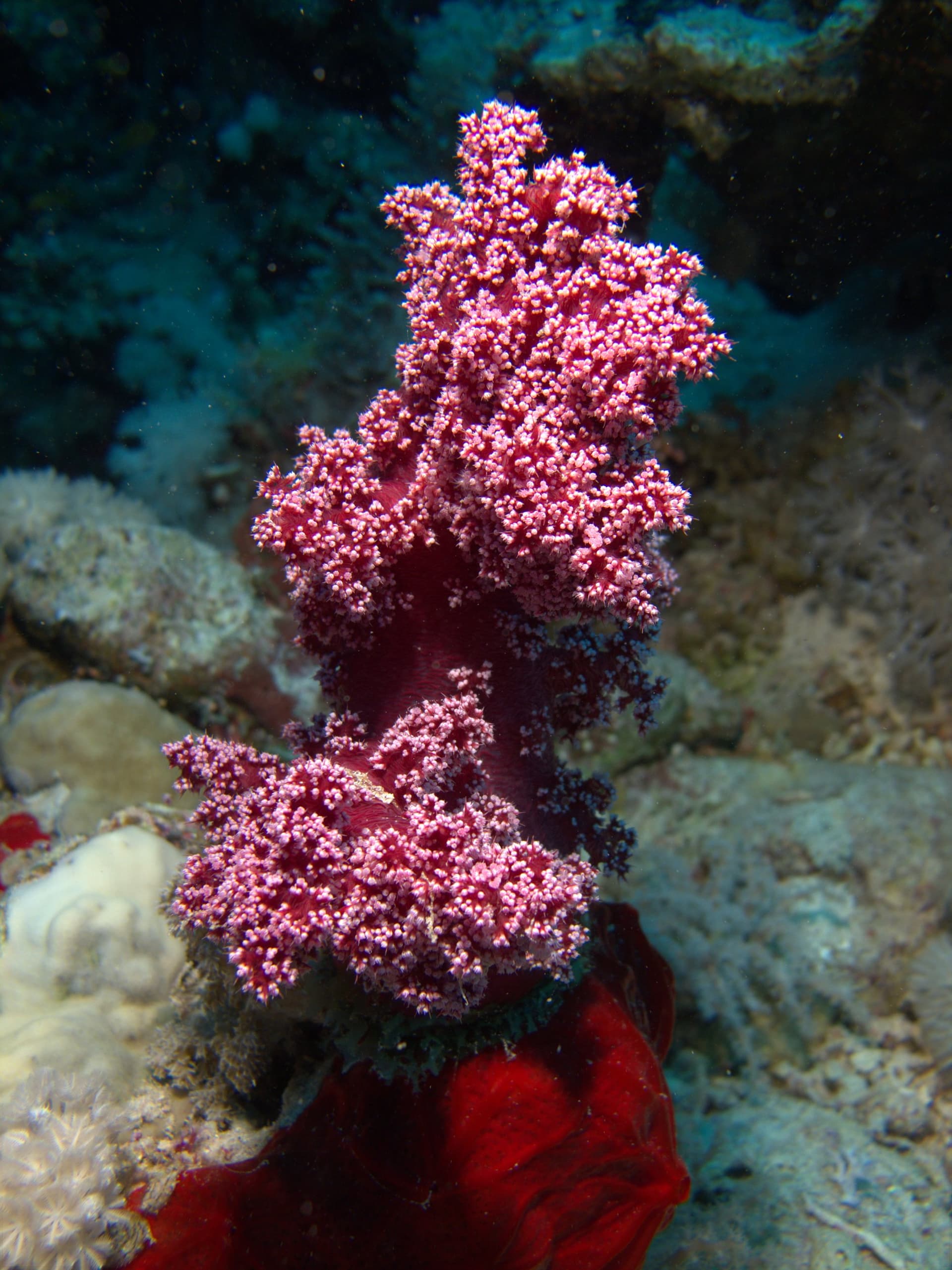 Carnation tree coral