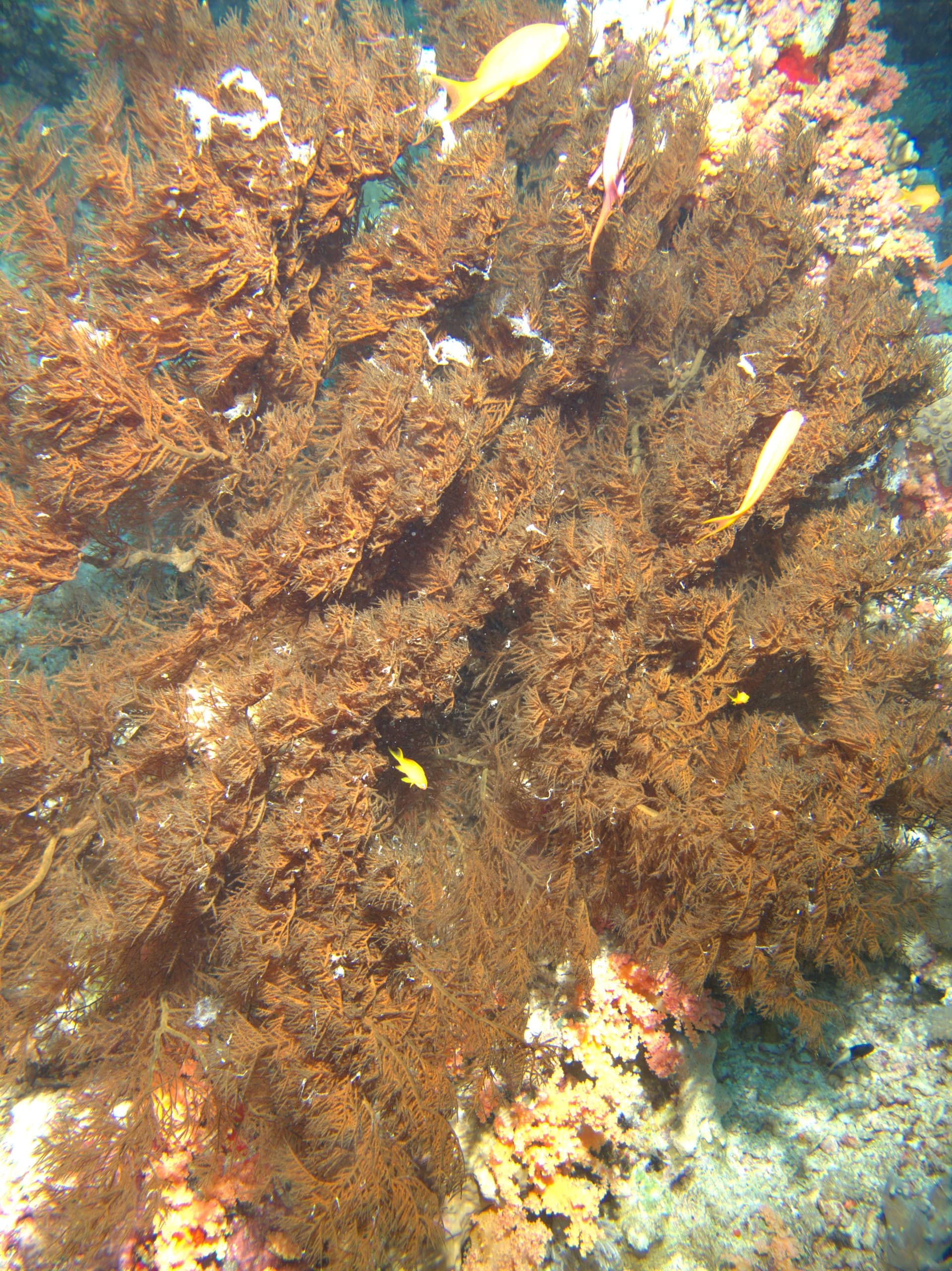 Carnation tree coral