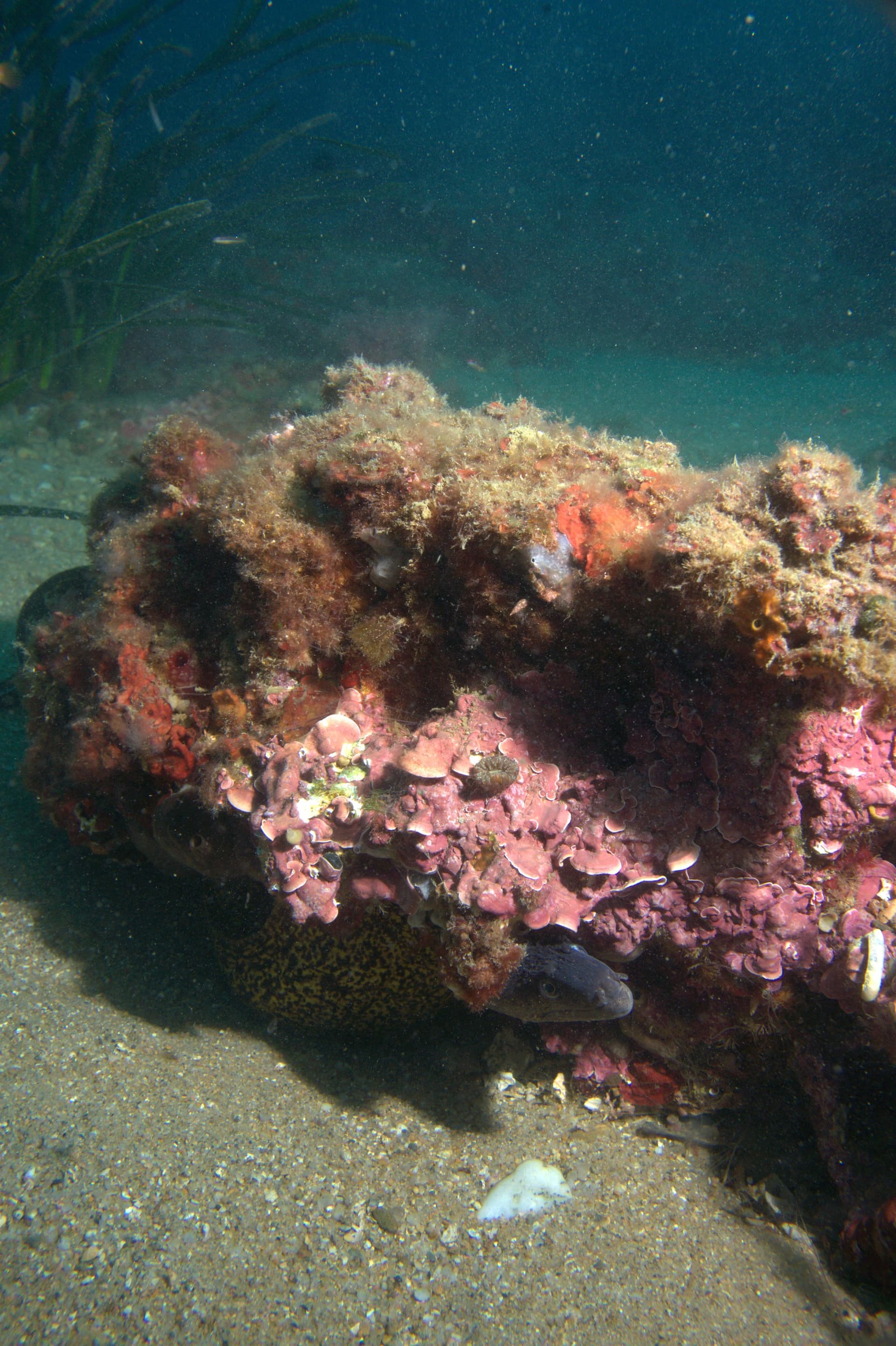 Mediterranean moray eel