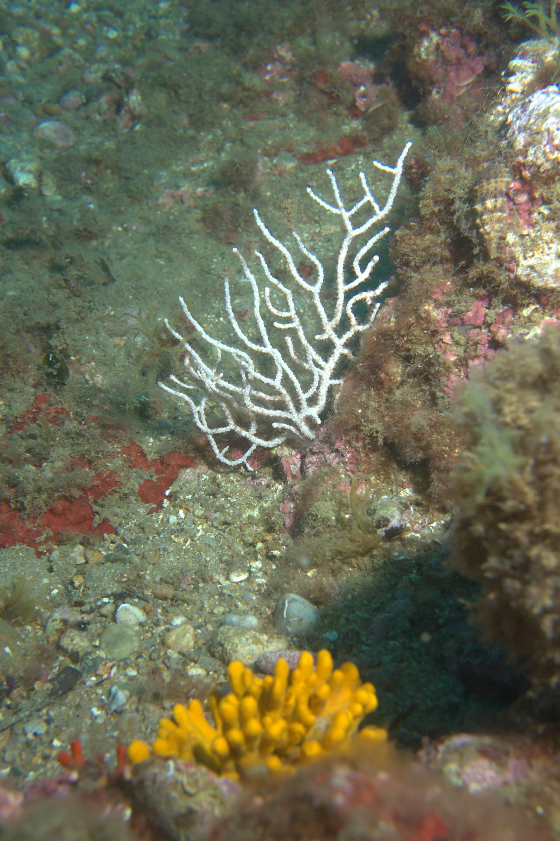 White gorgonian