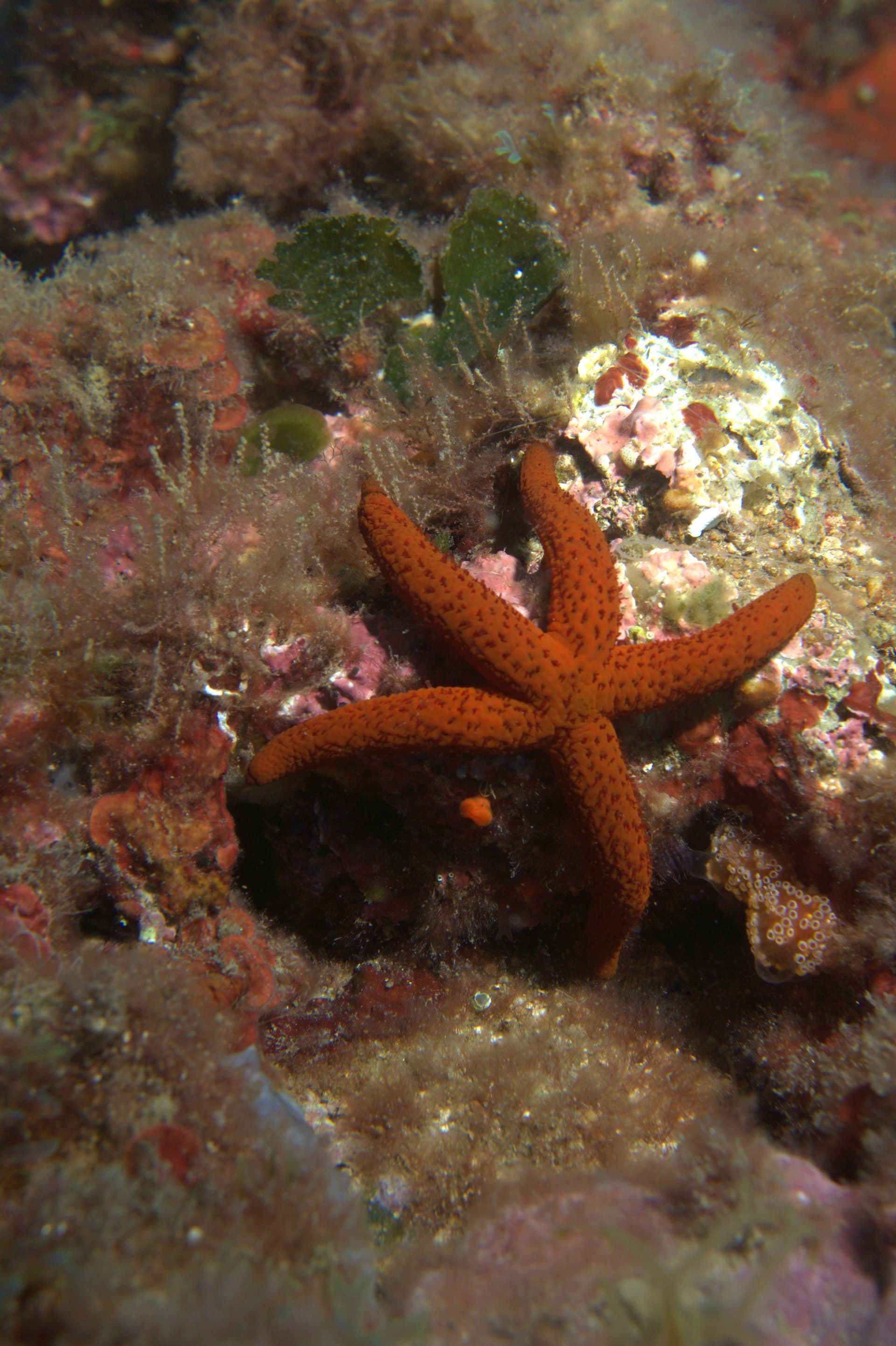 Red starfish