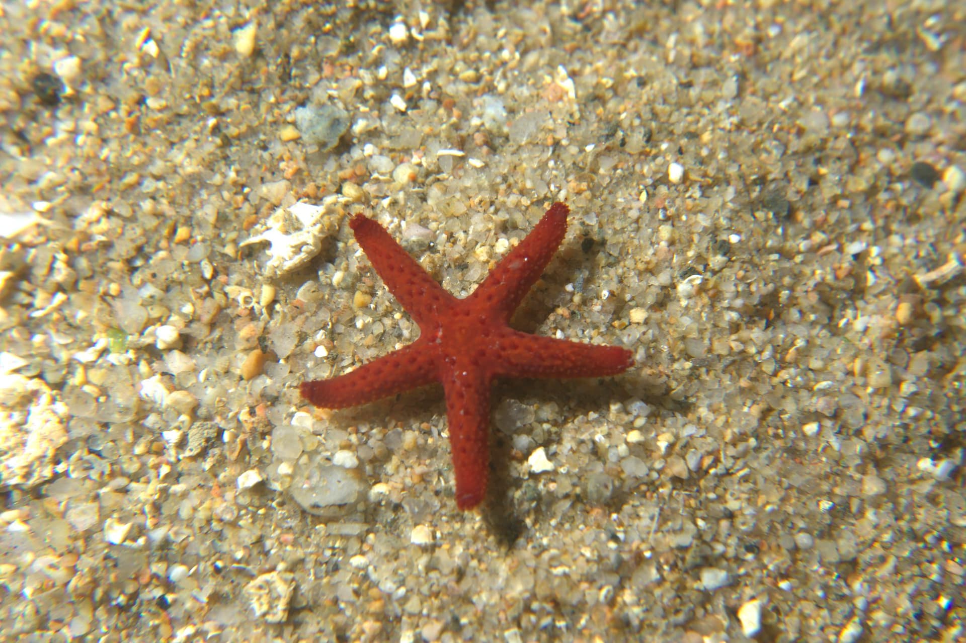 Red starfish