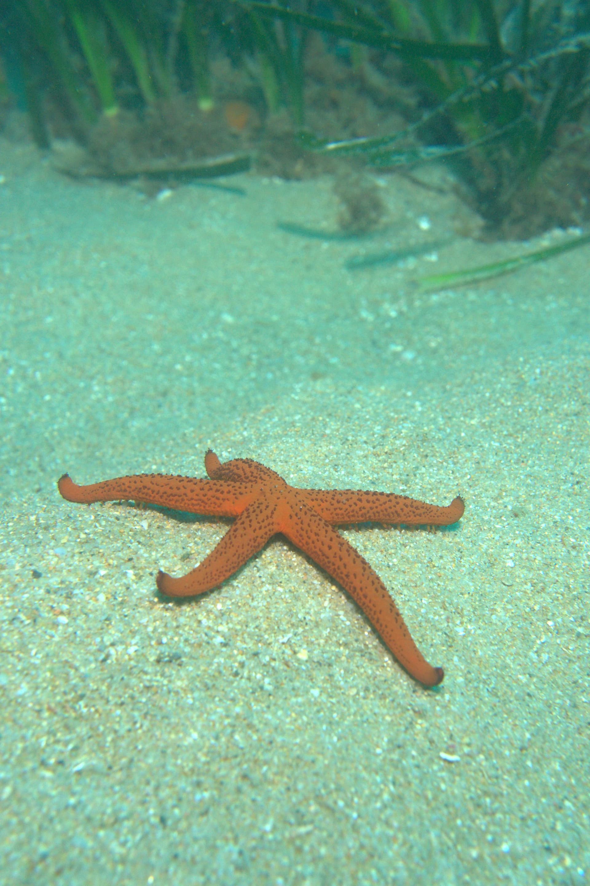 Red starfish