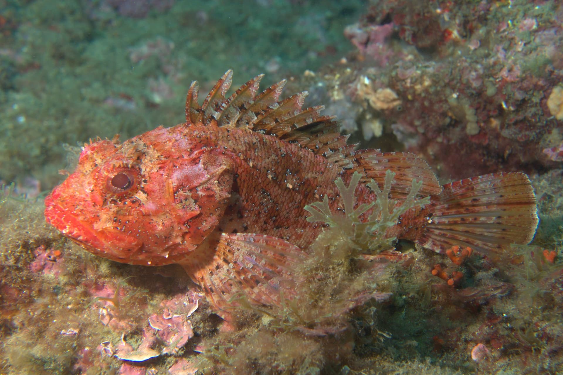 Small red scorpionfish