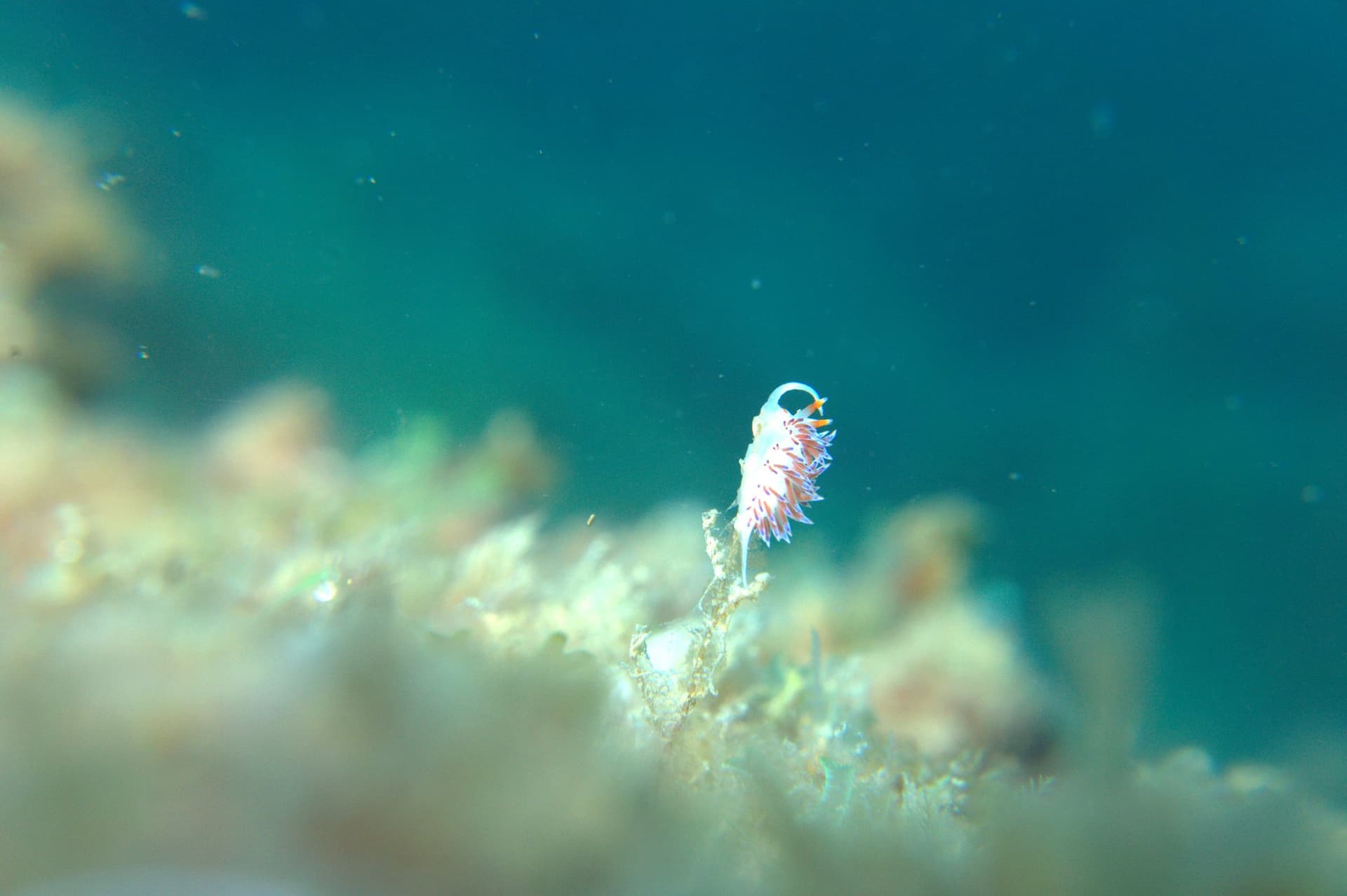 Cratena peregrina