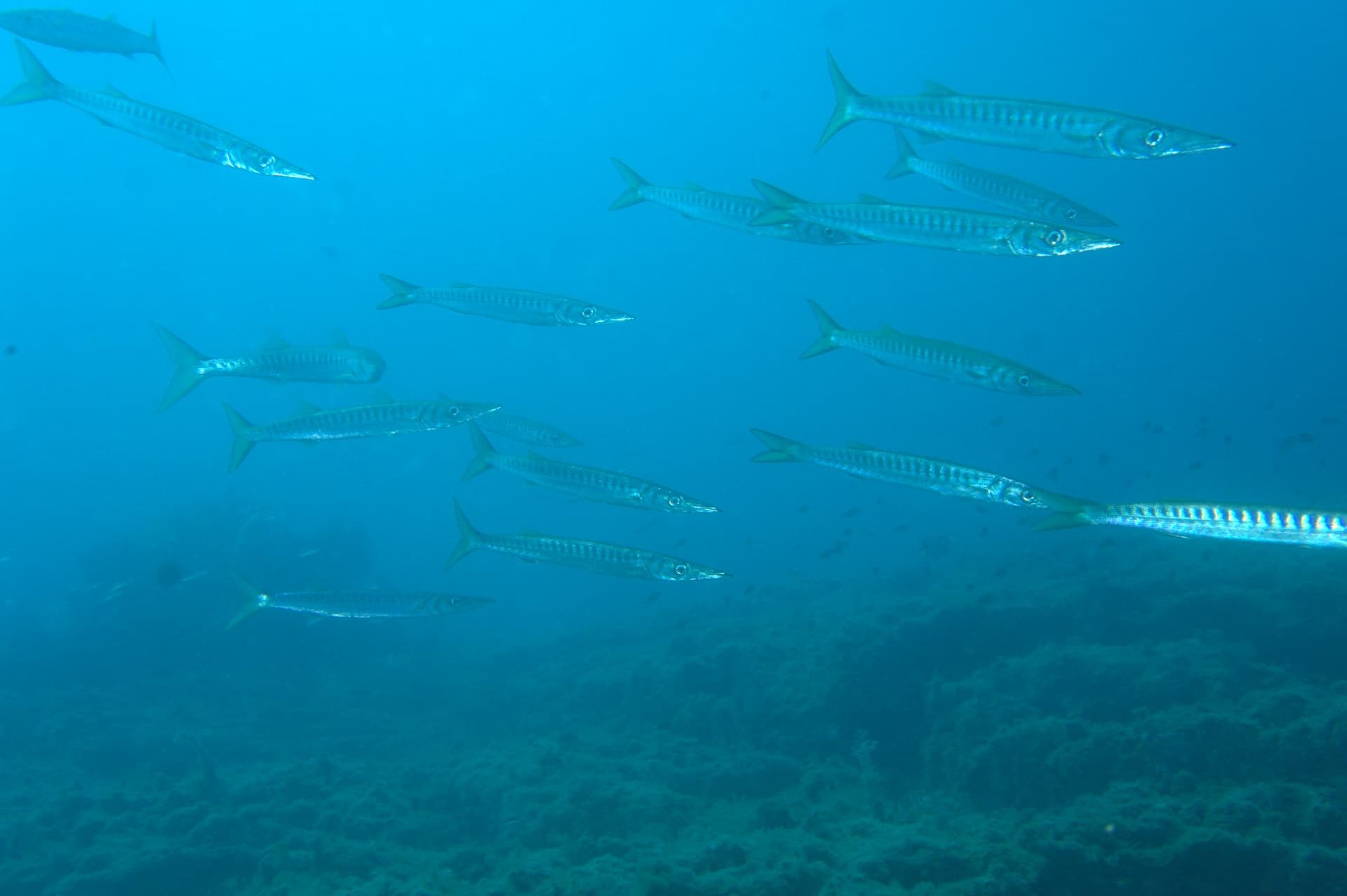 Barracuda