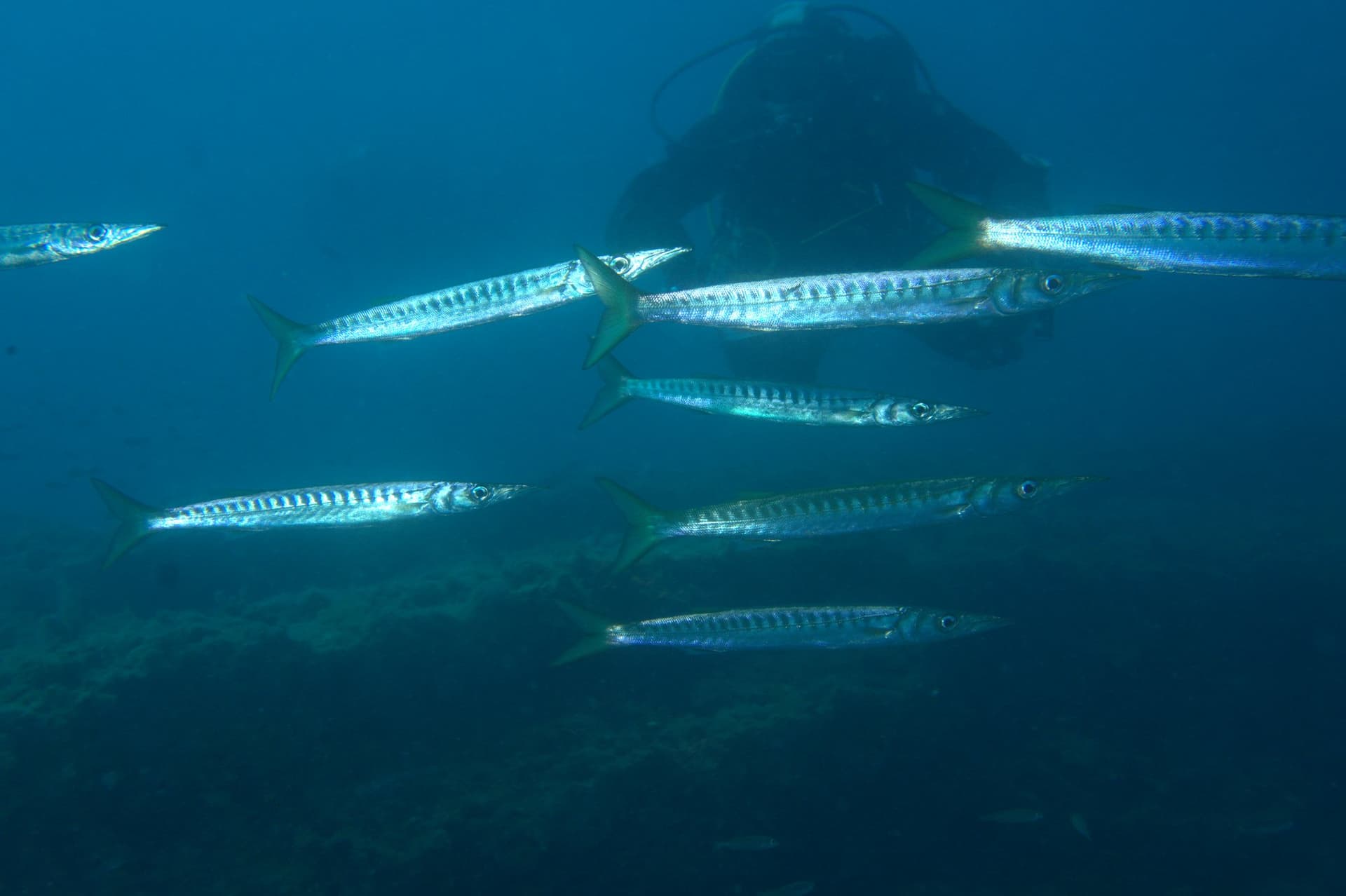 Barracuda