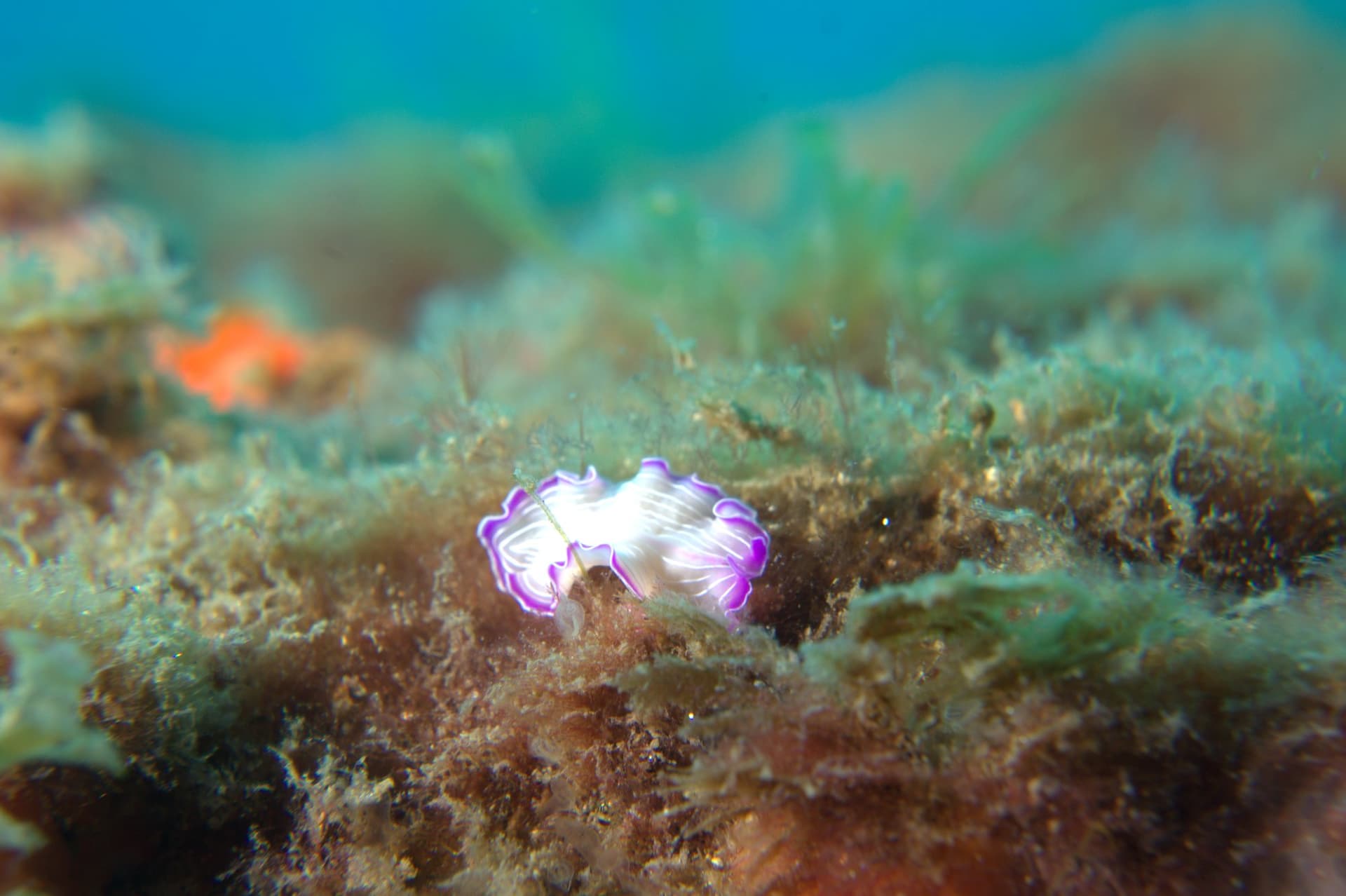 Prostheceraeus roseus