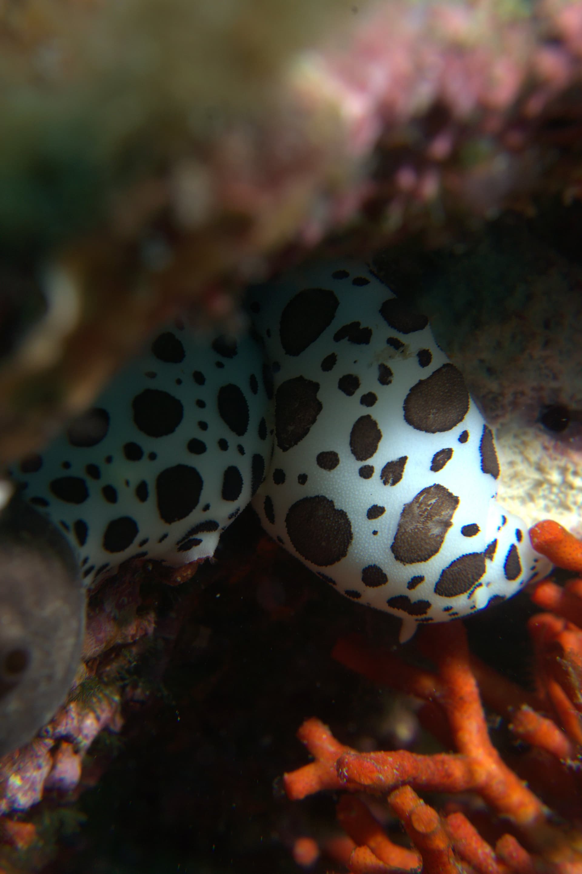 Spotted sea slug
