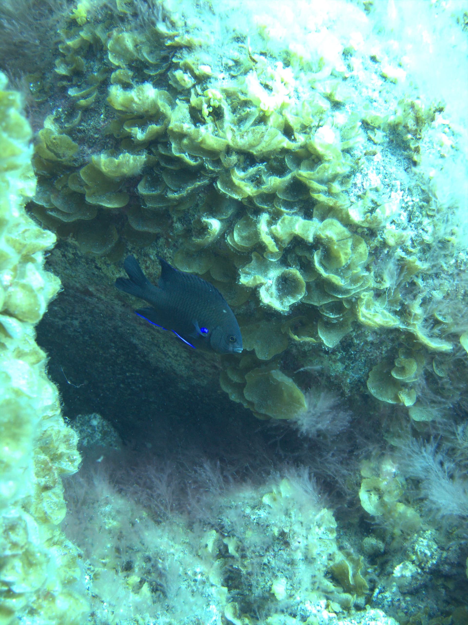 Canary damselfish