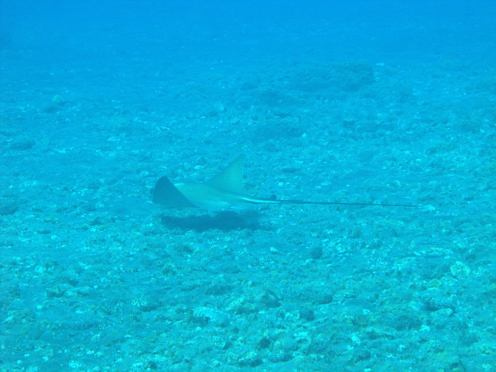 Common eagle ray