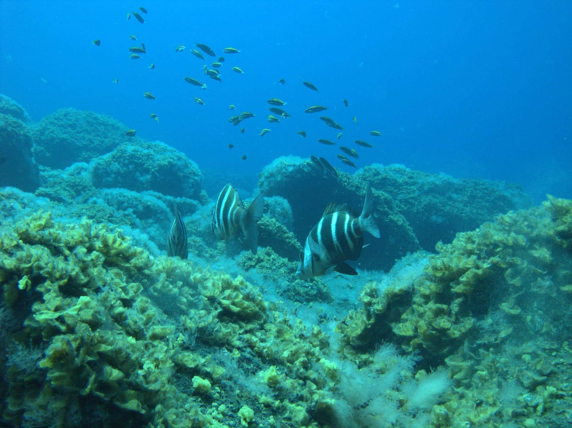 Zebra seabream